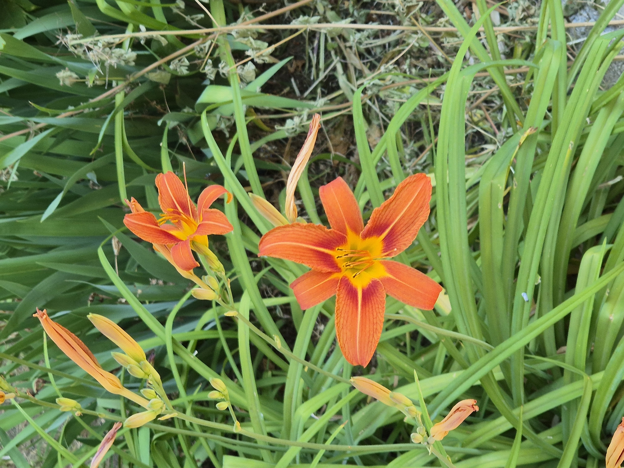 This is a close-up, top-down outdoor photograph of several bright orange daylilies and their buds surrounded by lush green foliage. Two fully bloomed daylilies are prominently featured, one in the upper right quadrant and another in the lower left quadrant. Their petals are a vibrant orange, with a golden-yellow center where the stamens are visible. The green leaves of the daylily plants are long and slender, creating a dense backdrop. Several unopened buds, also orange and pointed, are interspersed among the leaves and flowers, indicating the plant is in bloom. In the background, dry, thin stalks and lighter green dried grass suggest a natural, possibly wild setting. The lighting suggests it is daytime, with no strong shadows indicating early morning or late afternoon. The overall scene is one of natural beauty and growth. No text is visible. The location context provided is Sozonivka, Ukraine.