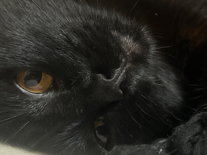 The scene is located in Buenos Aires, Argentina. This is a forensic close-up portrait of a domestic black cat, oriented horizontally and occupying most of the frame. The cat's left eye (viewer's left) is open, displaying an amber-colored iris and a dark, circular pupil that reflects a distinct light source. A black nose with visible nostrils is positioned centrally. The visible areas of the face are covered in dense black fur, from which several long, black whiskers protrude laterally. The mouth is slightly agape, revealing a single white lower canine tooth on the viewer's left side and a subtle hint of pink oral tissue. The cat appears to be resting. The background is predominantly dark and indistinct, with a textured, dark fabric visible in the bottom right quadrant, and a subtle lighter-toned horizontal surface present at the bottom left edge of the frame.