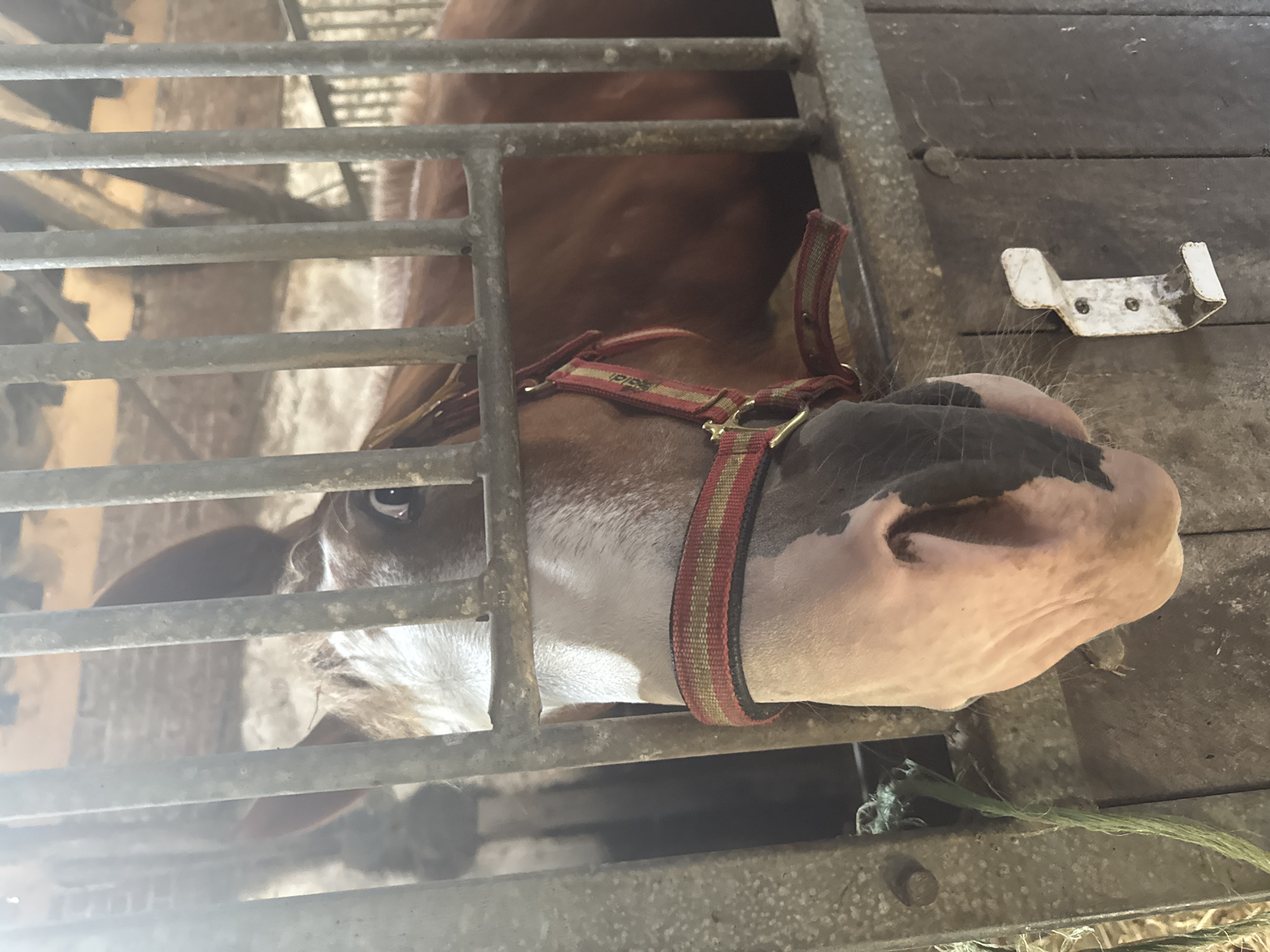 A horse with brown and white markings is looking through the bars of its stall in a stable. The horse is wearing a red and yellow halter. The stall appears to be made of wood and metal. The image does not provide enough information to determine the location in Estaimpuis, Belgium.
