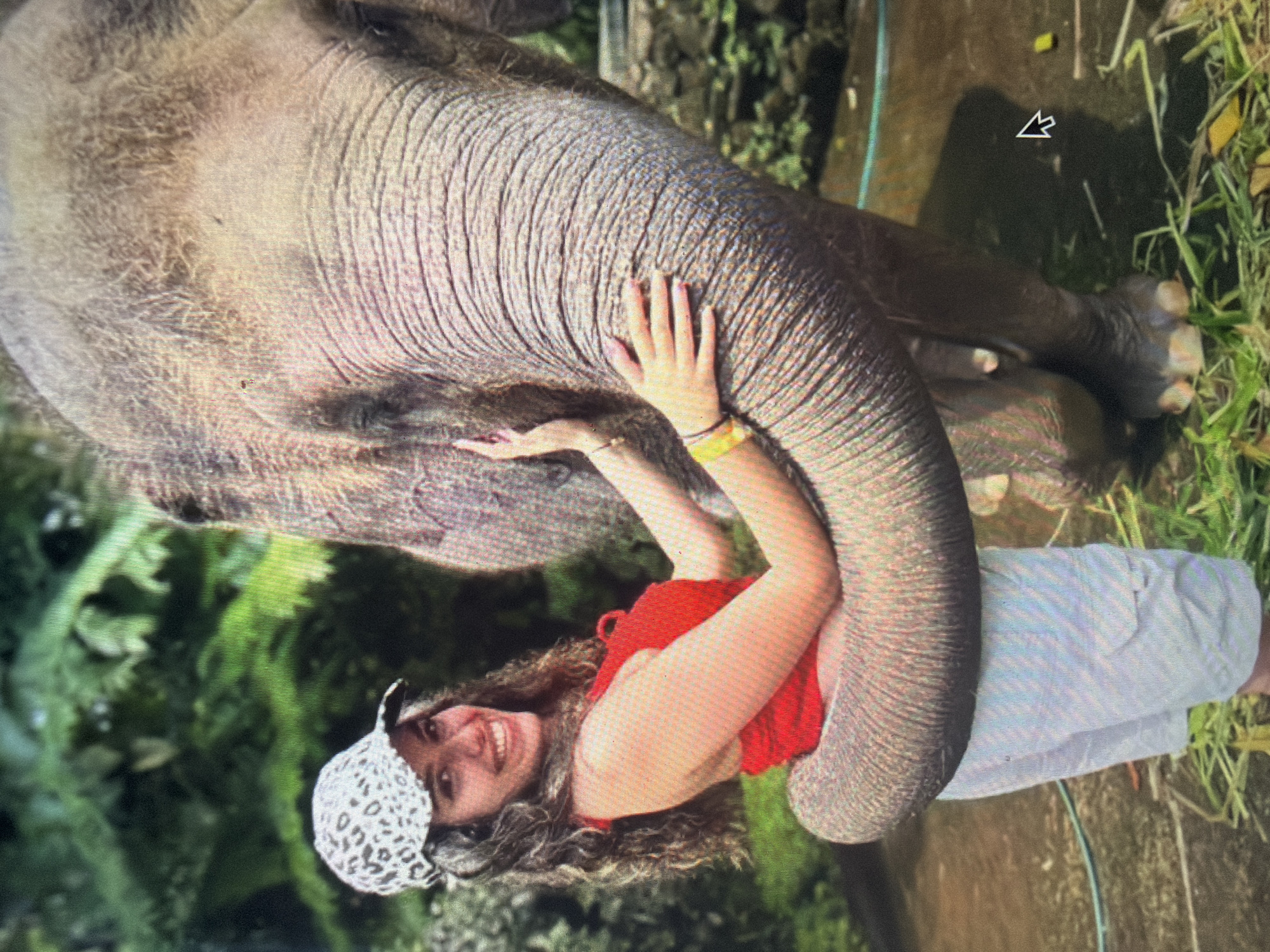 An image displays a young adult female interacting with an adult Asian elephant in an outdoor setting. The woman, positioned on the left, has medium-dark skin, long curly brown hair, and is smiling broadly towards the viewer. She wears a red sleeveless top, light-colored shorts, and a white baseball cap with a black leopard print pattern. Her left hand is placed on the elephant's trunk, and her right arm is also extended towards the elephant. She has pink-painted fingernails, a thin gold-colored bracelet on her left wrist, and a yellow band on her right wrist.
The elephant's trunk is curled around the woman's midsection, appearing to embrace her. The elephant's skin is grey-brown with visible wrinkles and texture, particularly on its trunk and head. Only a portion of the elephant's head and its lower legs and feet are visible on the right side of the frame.
The background features dense, lush green foliage and trees, indicating a tropical or subtropical environment. The ground is covered with sparse green grass and some scattered leaves or debris. A shallow, murky body of water or muddy area is visible behind the woman and extending to the right. A blue hose lies on the ground in the mid-ground right, and small yellowish objects are near the elephant's foot. A dark grey stone wall or barrier is partially visible in the far background on the right. A computer mouse cursor is visible in the lower right corner of the image. The scene is located in the city of Shumen, Bulgaria.