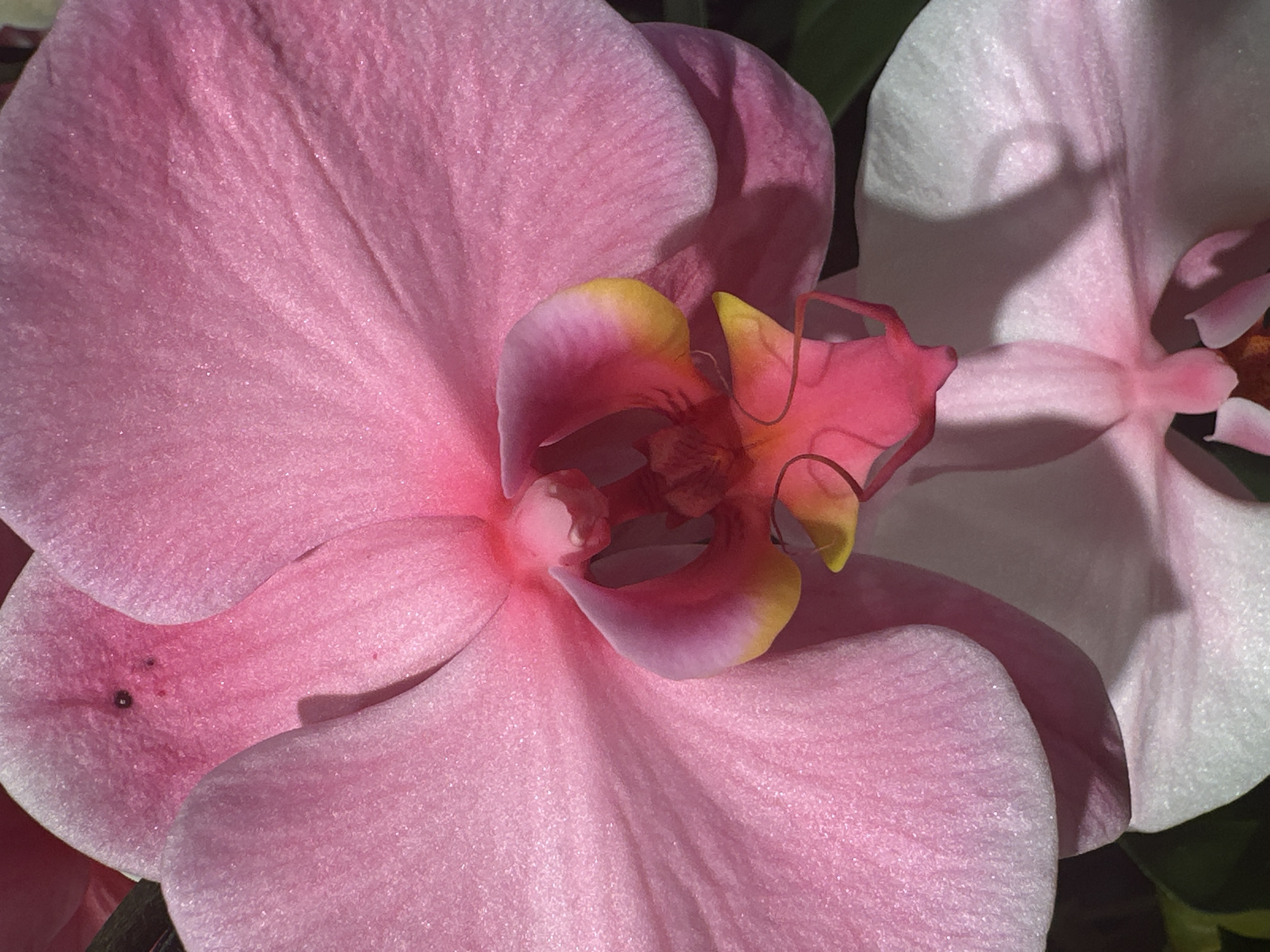 A close-up, vertical shot shows two pink orchids. The top orchid is in focus, with its petals taking up most of the frame. The bottom orchid is blurred and partially visible. The flowers are in a garden in Camp Hill, United States of America.