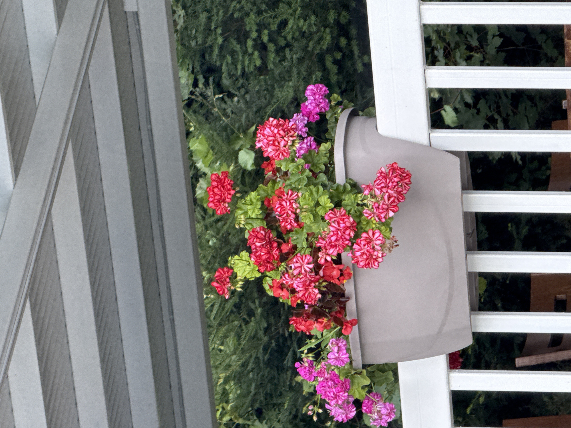 A hanging planter filled with a vibrant mix of pink and red geraniums is suspended on a white railing. The planter itself is a light gray, elongated oval shape. Behind the planter, lush green foliage creates a natural backdrop. Above, a gray, slatted structure, likely a pergola or awning, provides overhead cover. The image is taken from a slightly elevated perspective, looking down at the railing and planter. The scene appears to be in a garden or outdoor living space in Grivitsa, Bulgaria, suggesting a warm-weather setting.