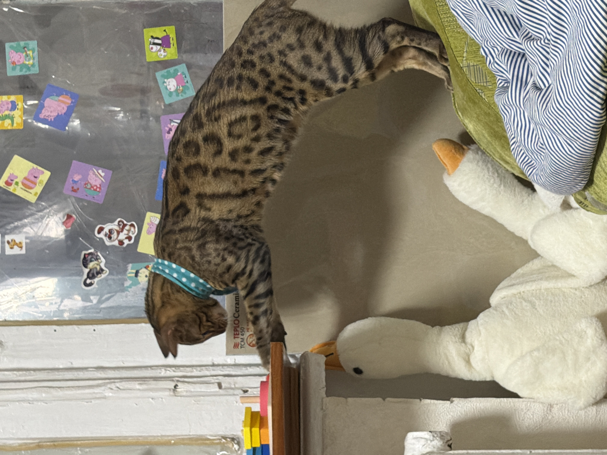 A Bengal cat with a teal and white polka-dot collar is reaching out with its left paw towards a wooden toy stack on a shelf. The cat is positioned on a ledge, with its body arching over a green cushion. To the left of the cat, a white plush toy goose with an orange beak is visible. In the background, a window is covered with clear plastic and decorated with colorful stickers, some of which appear to be from the cartoon "Peppa Pig". The overall environment appears to be an indoor setting, possibly a room in a residential building. There is no indication of the specific location within Dnipro, Ukraine.