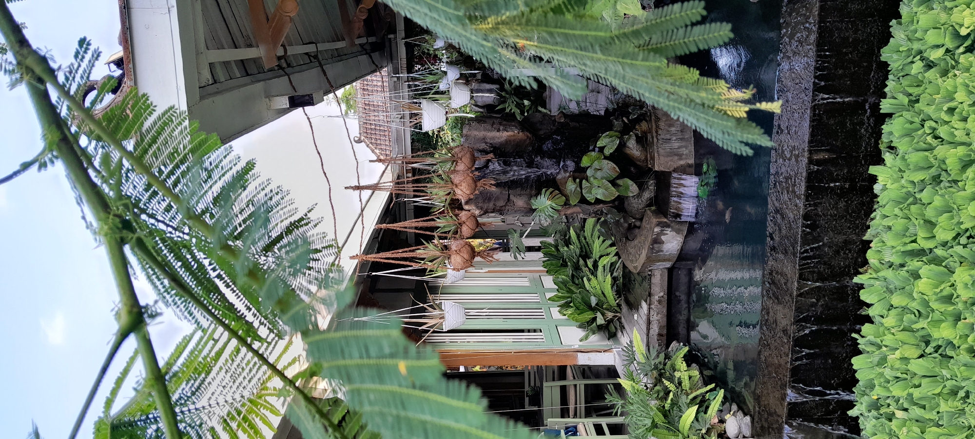 This is a medium shot, eye-level, exterior photograph of an outdoor dining area with a small waterfall and pond. The scene is framed by lush green foliage in the foreground, with delicate leaves and branches extending from the top and right of the frame. The background features a building with a white exterior and a tiled roof, suggesting it is a restaurant or cafe.
The central focus of the image is a tiered water feature, with water cascading down dark rocks into a dark, still pond. The pond is surrounded by stone and various green plants. Hanging from a wire above the water feature are several potted plants. Some are in white ceramic pots, while others are in natural, coconut-shell planters. These plants appear to be a mix of trailing vines and leafy green species.
To the left of the water feature is a wooden deck area with more plants, including large, broad-leafed varieties and ferns. Beyond the deck, a building with green-trimmed windows and doors is visible. In the distance, through the open doorway, chairs and tables can be seen, indicating a seating area for patrons. The sky above is overcast with a pale blue hue.
The overall atmosphere is tranquil and inviting, with a strong emphasis on natural elements integrated into a man-made space. The image captures a well-maintained, outdoor relaxation or dining space, likely in a tropical or subtropical climate, given the abundant greenery. The setting suggests a peaceful retreat within the city of Sleman, Indonesia, possibly a cafe or restaurant designed to offer a serene ambiance to its customers.