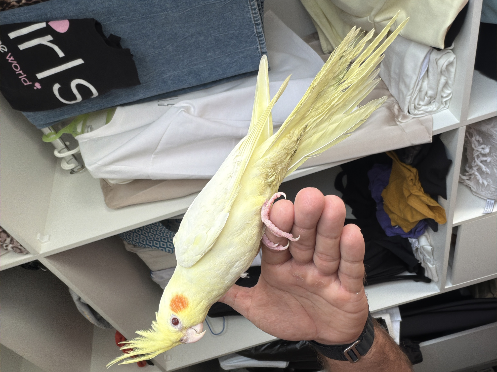 In this close-up shot, a pale yellow cockatiel is being held by a person's hand, with its body hanging upside down. The bird's crest feathers are fanned out, and its beak is slightly open. The bird has bright red eyes and an orange cheek patch. The hand holding the bird appears to be a left hand, with visible skin texture and a black watch on the wrist.
The background is cluttered with shelves filled with folded clothes and fabric items. Various colors of clothing are visible, including white, denim blue, black, yellow, and purple, suggesting a closet or storage area. Some of the clothing appears to be t-shirts and jeans. In the upper left corner, a black t-shirt with white text reading "Girls" and "e world ♡" is visible. The lighting suggests it is daytime, and there are no indicators of weather. The overall setting appears to be indoors, likely a bedroom or dressing area. The image is focused on the bird and the hand, with the background providing context for the environment.
