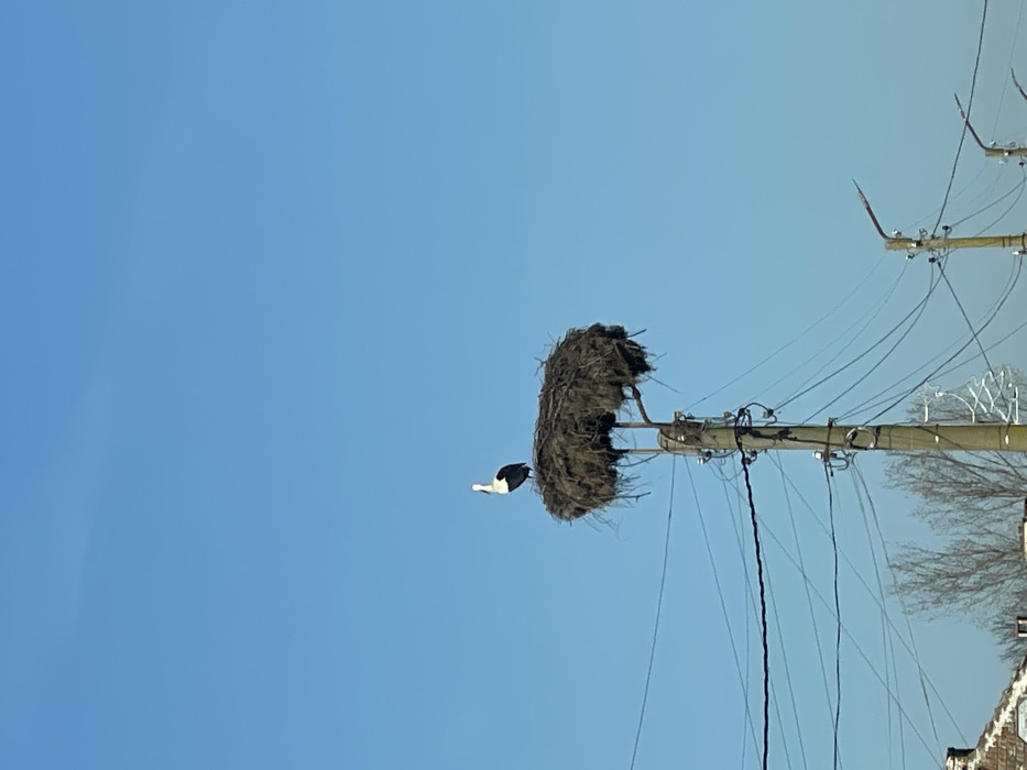 In Bratovo, Bulgaria, a solitary white stork (Ciconia ciconia) stands upright on a large, roughly spherical nest composed of sticks, twigs, and plant debris. The nest is securely positioned on a metal framework atop a light-grey concrete utility pole. This pole is heavily laden with numerous black electrical or communication wires stretching horizontally across the lower mid-ground, connected via ceramic insulators and various fittings. The stork exhibits characteristic white body plumage contrasting with black primary and secondary wing feathers; its long neck is extended, and its head is turned slightly to the left. The background consists of a uniformly clear, bright blue sky. To the right, additional utility poles equipped with streetlights are visible in the distance, while bare tree branches and a segment of a building with a reddish-brown tiled roof are partially observable at the bottom left of the frame. The scene is illuminated by direct daylight.