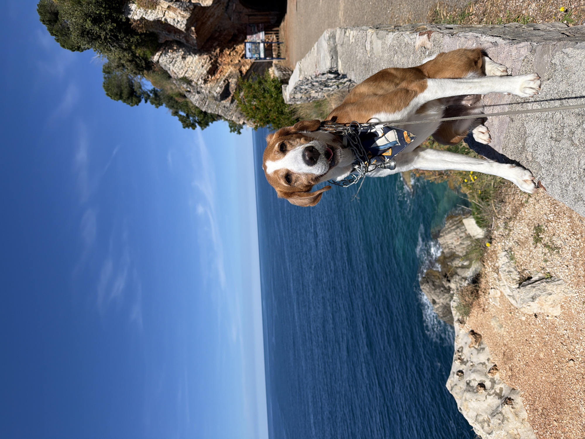 A medium shot depicts a brown and white dog resting on a stone ledge overlooking the sea, under a clear blue sky in Petrovac centar, Montenegro. The dog has a collar and leash. The backdrop consists of the blue sea and rocky coastline. The orientation of the photograph suggests it was taken at an angle, with the sky appearing on the left side and the coastline and sea on the bottom and right.