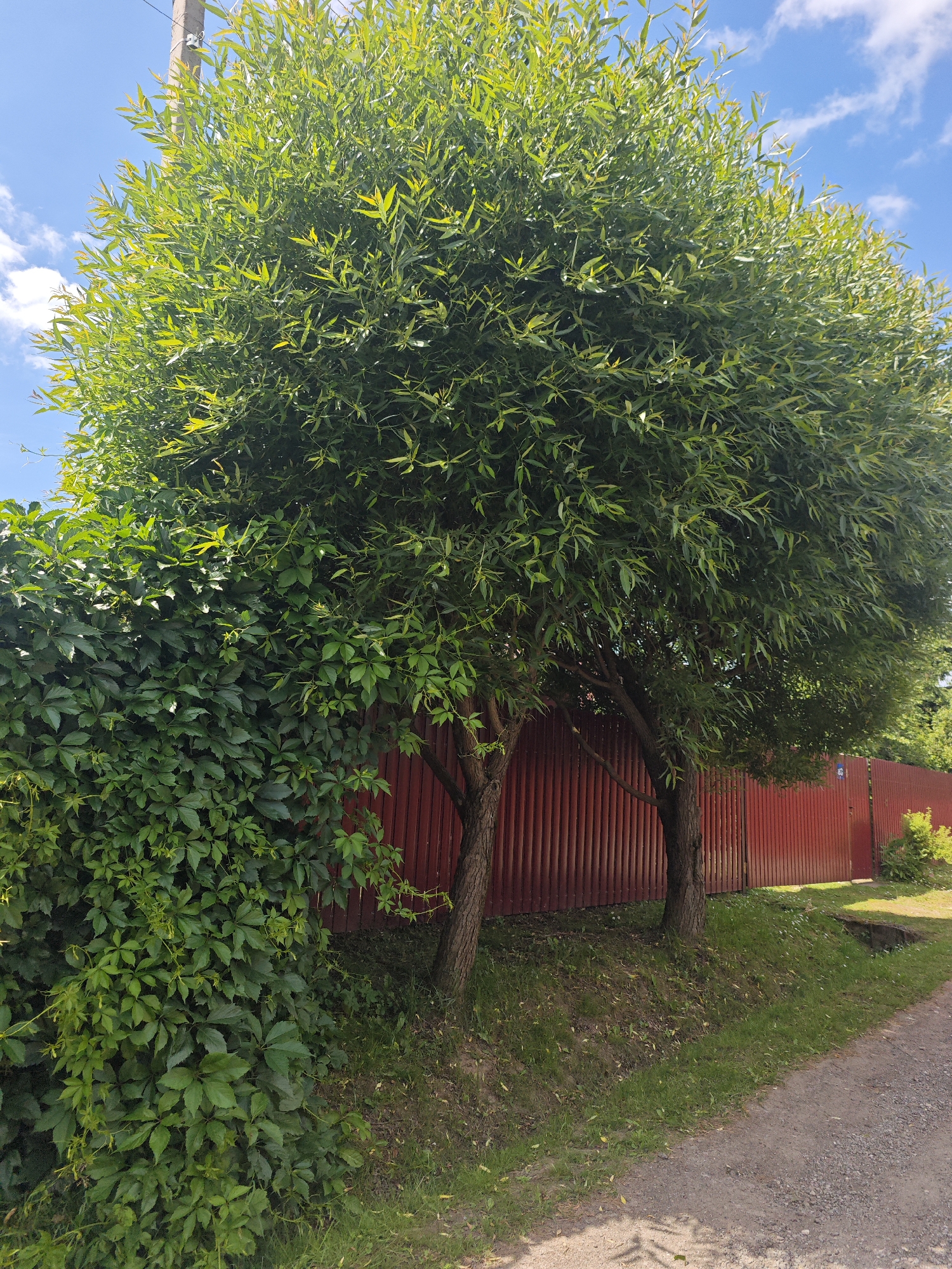 The image shows a large tree with lush green leaves, possibly a willow, situated in front of a red corrugated metal fence. To the left of the tree, a dense wall of green ivy covers a portion of the fence. The ground in front of the fence is covered with grass and a dirt path runs alongside it. A utility pole is visible to the left of the tree, extending towards the sky. The sky is blue with scattered white clouds. The setting appears to be a residential area in Khlevino, Russia, characterized by the fence, vegetation, and path. There are no people or animals visible in the image, and no actions are taking place. The scene is static and depicts a natural outdoor environment.