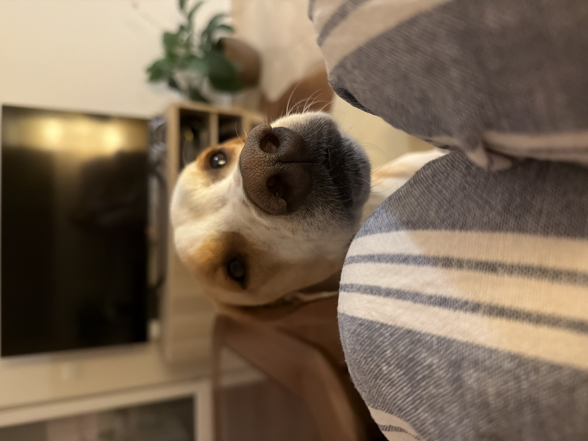The central focus of the image is a dog's face, captured in a close-up, low-angle perspective. The dog's black, textured nose and prominent nostrils are sharply in focus, framed by short white and dark grey fur with visible whiskers. Its warm brown eyes are partially visible, looking directly towards the viewer with a gentle and inquisitive expression, suggesting curiosity or affection. The dog's head is tilted, displaying patches of white and light brown fur.
To the right, a soft, blue and white striped fabric, likely a blanket or pillow, occupies a significant portion of the foreground, contributing to a cozy and domestic ambiance. The background is softly blurred, revealing an indoor setting. On the left, an out-of-focus television screen displays a bright, warm reflection. Further back, a wooden storage unit or shelf and a blurred green potted plant are discernible, indicating a comfortable home environment. The scene captures a relaxed and intimate moment with the dog, likely in a living room or similar space. The lighting suggests an indoor setting, possibly during the day or evening with ambient light. There is no visible text in the image. This scene takes place in Budva, Montenegro.