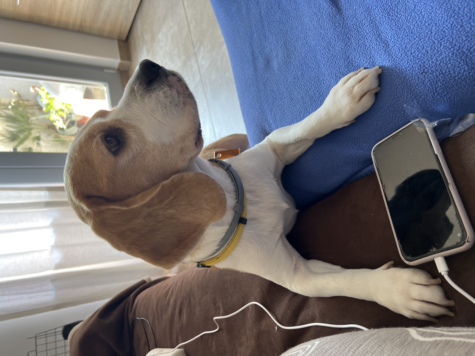 A beagle dog wearing a yellow and gray collar with an orange tag is lying on a brown couch and a blue blanket. A smartphone is charging next to the dog's paw on the blue blanket. The background shows white curtains and a window with plants visible outside. The scene appears to be indoors, possibly in a residential setting, and no specific location in Budva, Montenegro, is identifiable from the image.