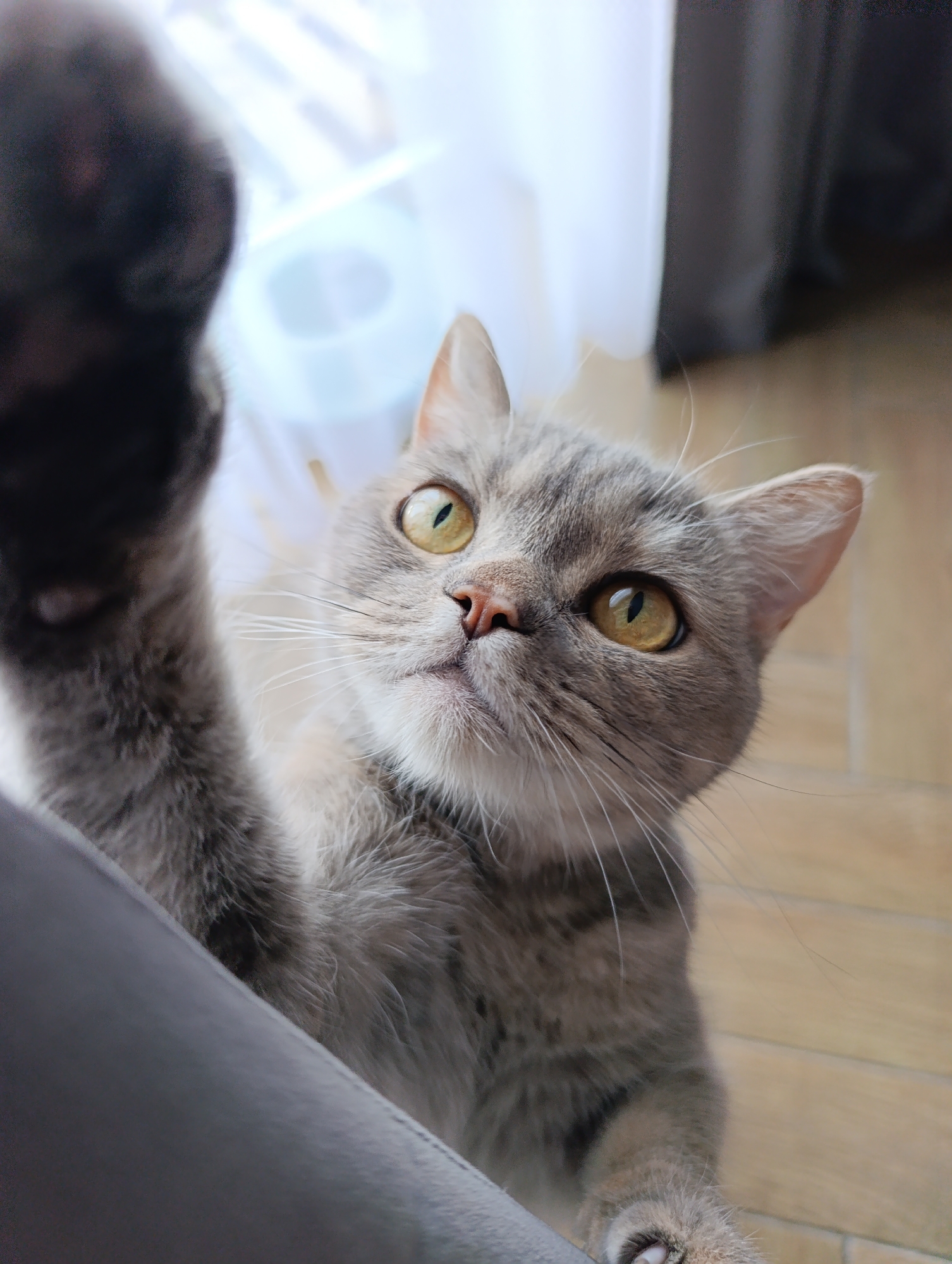 A gray cat with yellow eyes is reaching out with its paw towards the camera. The cat is indoors, with a window and curtains in the background, and a wood floor. The exact location in the city of Chaikovsky, Russia, is not discernible from the image.