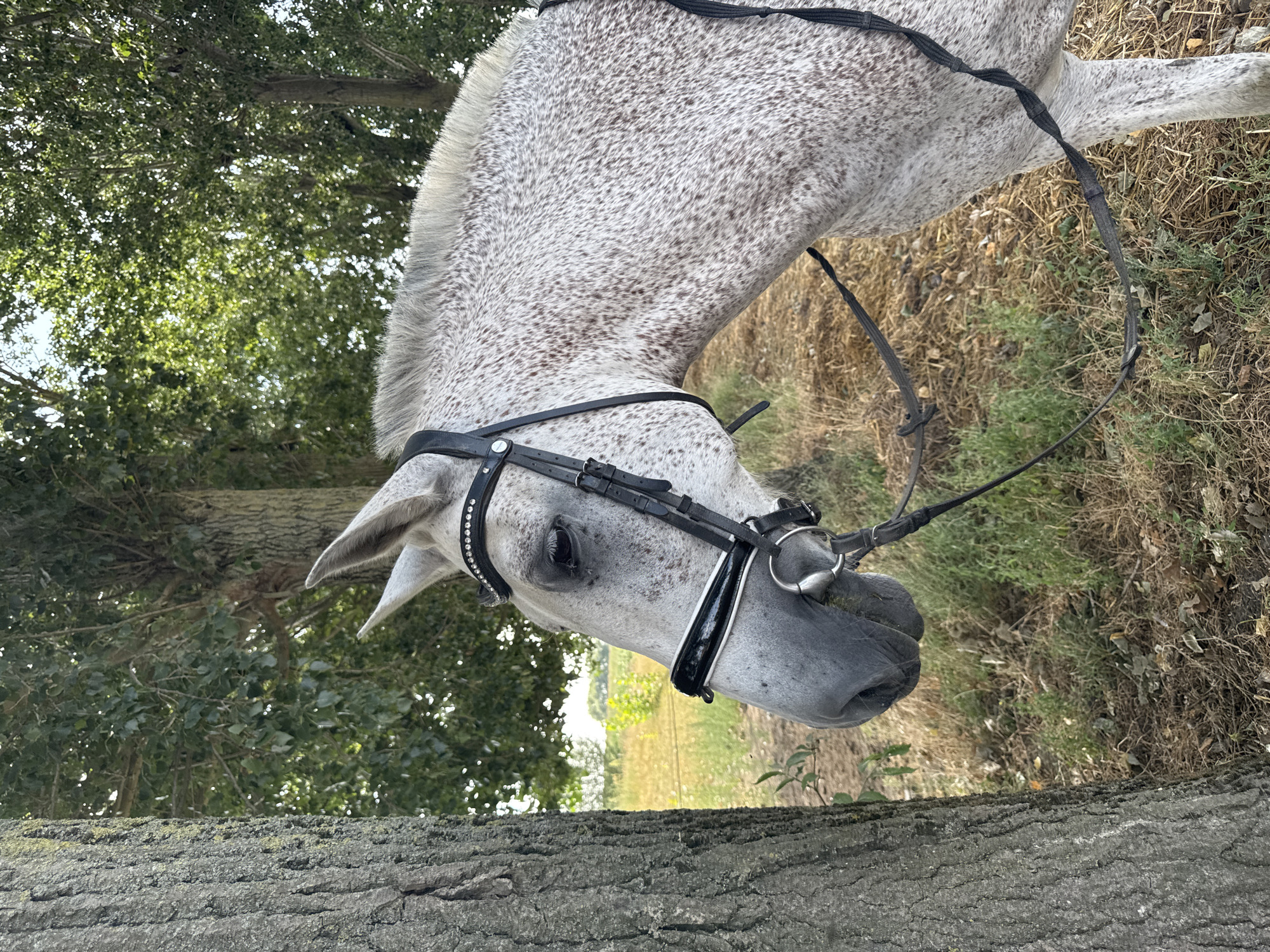 An outdoor, medium-shot photograph captures a dappled grey horse standing next to a large tree trunk, in Estaimpuis, Belgium. The horse is facing left, with its head angled slightly downwards. It is wearing a black bridle adorned with small rhinestones along the browband. The bridle includes a bit, reins, and straps that extend down its neck. The horse's coat is a light grey with numerous dark grey to brown speckles.
The background consists of lush green trees with dappled sunlight filtering through the leaves, suggesting a daytime scene under a clear sky. The ground is covered with dry grass, straw, and fallen leaves, indicating an outdoor, possibly rural or park-like setting. The light appears to be natural daylight, with soft shadows. No people are visible in the frame. The overall impression is one of a calm, natural environment.