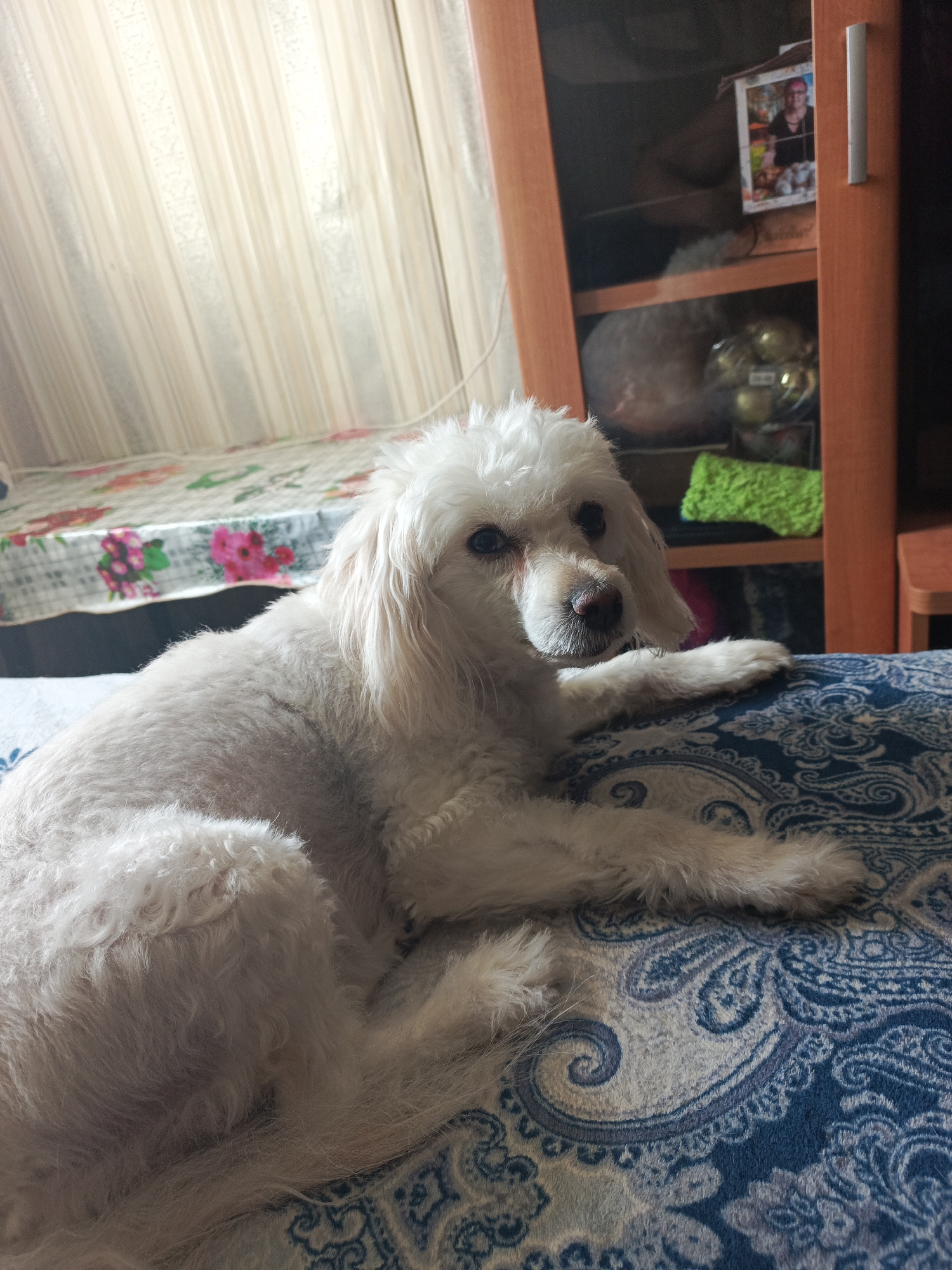 In the interior of a dimly lit room, a white poodle lies on a blue and white patterned blanket. The poodle is in the foreground, facing the camera with its head slightly turned to the left. Its fur is curly and appears somewhat unkempt. The dog's eyes are open, and it has a dark nose. Its front paws are resting on the blanket.
In the background, to the left of the poodle, a table covered with a floral patterned cloth is visible. Behind the table, sheer white curtains hang, obscuring a window. To the right of the poodle, a wooden cabinet with shelves is present. On the top shelf, a framed photograph of a person is displayed, and some decorative spherical objects are on a lower shelf. A bright green cloth item is also on a shelf. The lighting in the room suggests it is evening or overcast.
There is no information in the image to identify its location in the city of Vitim, Russia.