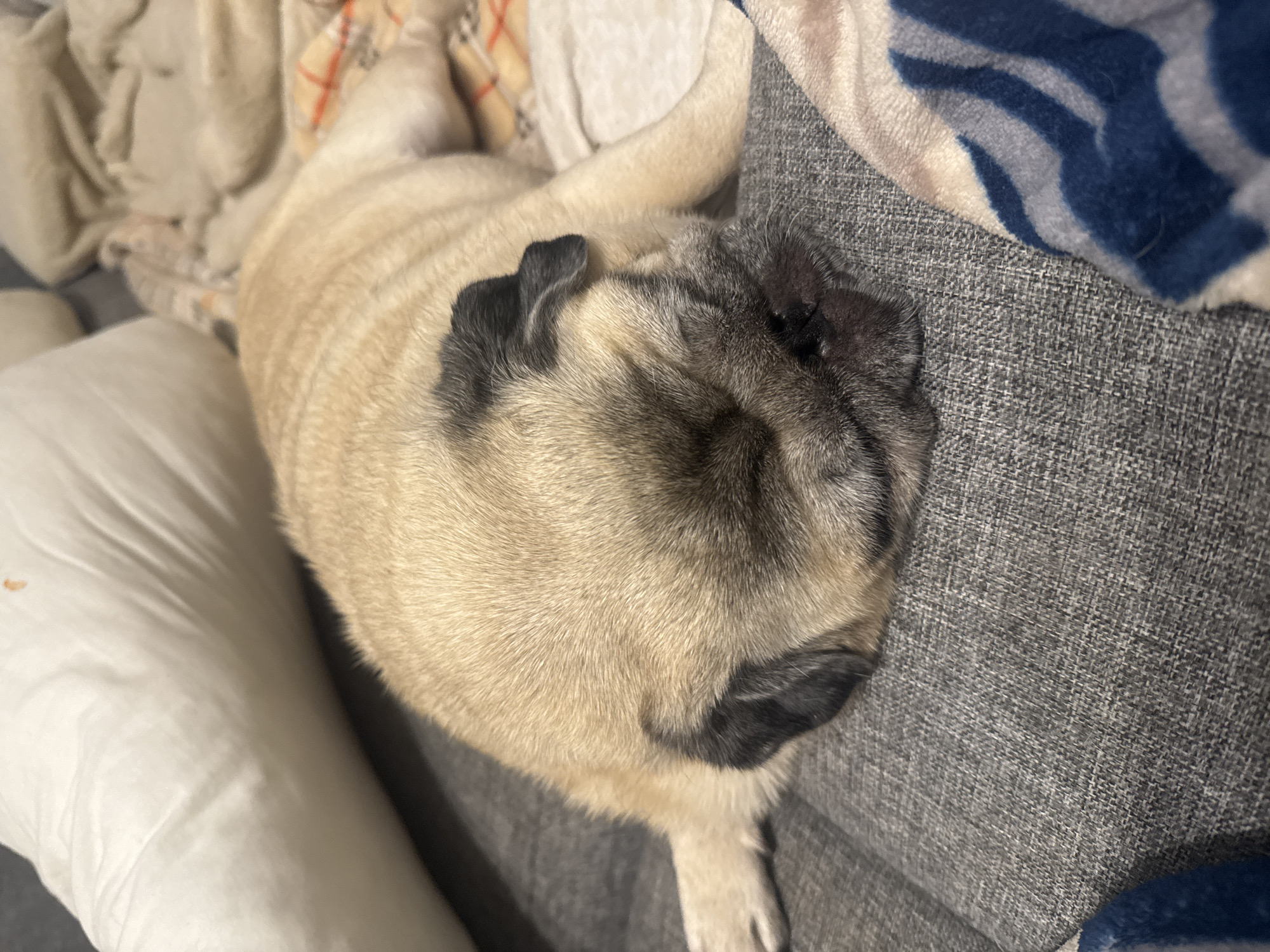 A fawn-colored pug dog is sleeping on a gray couch next to a white pillow and a beige blanket with an orange plaid pattern. The pug is lying on its side with its head resting on the couch. Its eyes are closed and its mouth is slightly open. The dog's fur is short and smooth. The background is blurred and out of focus. The image appears to be taken indoors, likely in a residential setting. The location in Bishkek City, Kyrgyzstan cannot be determined from the image.