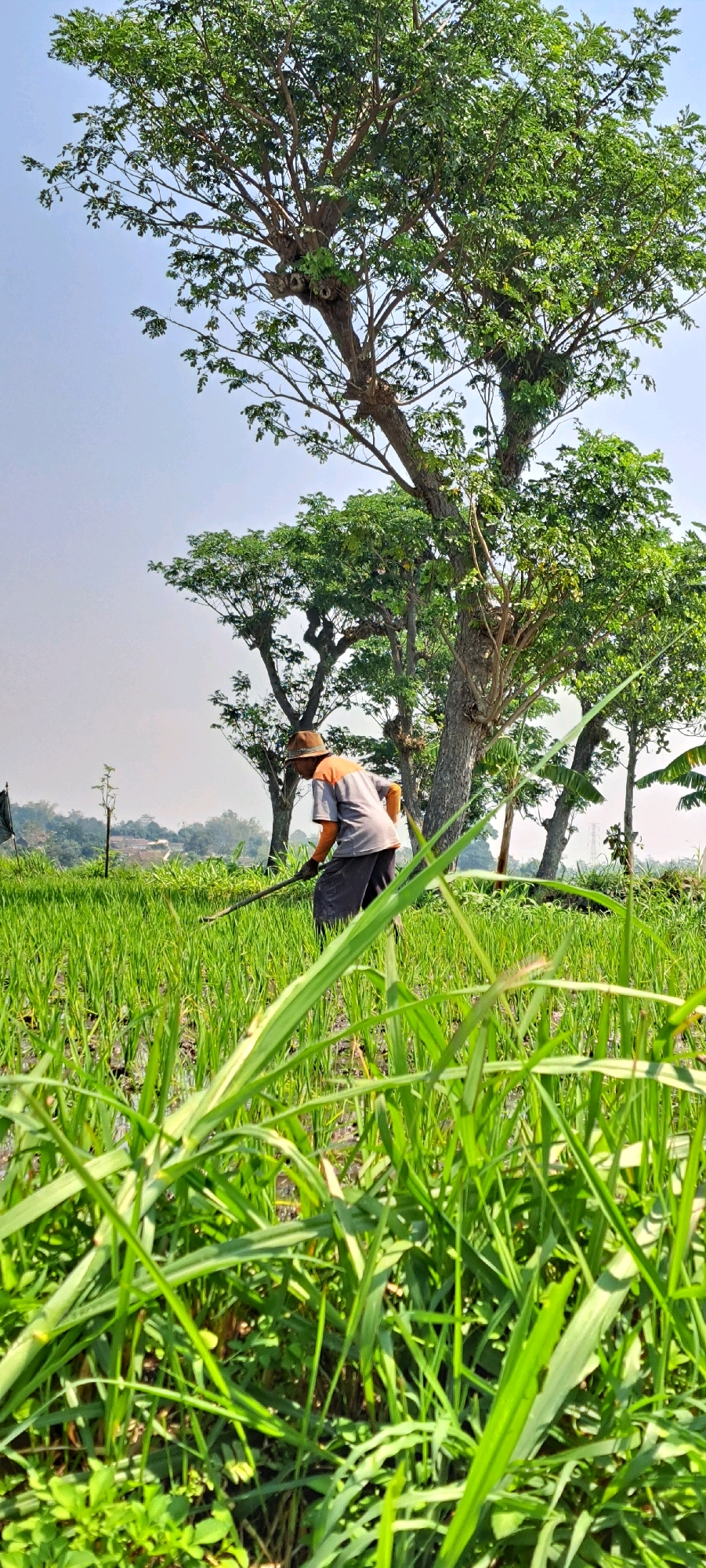 A man is working in a lush green field in Watuagung, Indonesia. He is wearing a hat, a gray and orange shirt, and dark pants. The man is bent over, holding a long tool that he is using to work the soil or plants in the field. He appears to be alone in the field, with no other people or animals visible nearby. The field is densely planted with green crops, and the ground appears wet, suggesting it may be a rice paddy or a similar type of agricultural land. In the background, there are several large trees with full green canopies, and beyond that, a hazy landscape with some structures that suggest a village or town. The sky is clear and blue, indicating a sunny day. The image is taken from a low angle, close to the ground, with the foreground filled with the tall, green blades of the crops.