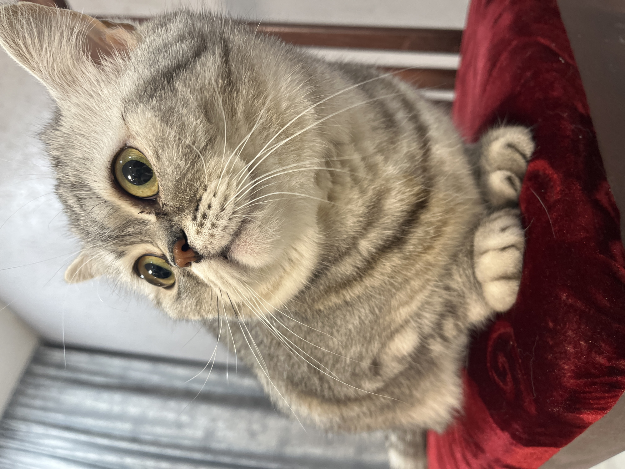 A close-up, high-angle photograph captures a domestic cat, likely a British Shorthair, looking directly at the viewer. The cat has a silver tabby coat with distinct grey stripes and dense fur, prominent whiskers, and large, round, observant green-yellow eyes with dark pupils. Its head is slightly tilted, conveying curiosity.
The cat is positioned indoors, with its front paws resting on a rich, dark red velvet-like cushion or piece of furniture, which occupies the right side of the frame. The background consists of a light-colored surface, possibly a wall or floor, with a darker horizontal element visible towards the lower left. The lighting suggests it is daytime. No specific activity beyond observing the camera is depicted. There is no visible text. The setting is a domestic interior in Chaikovsky, Russia.