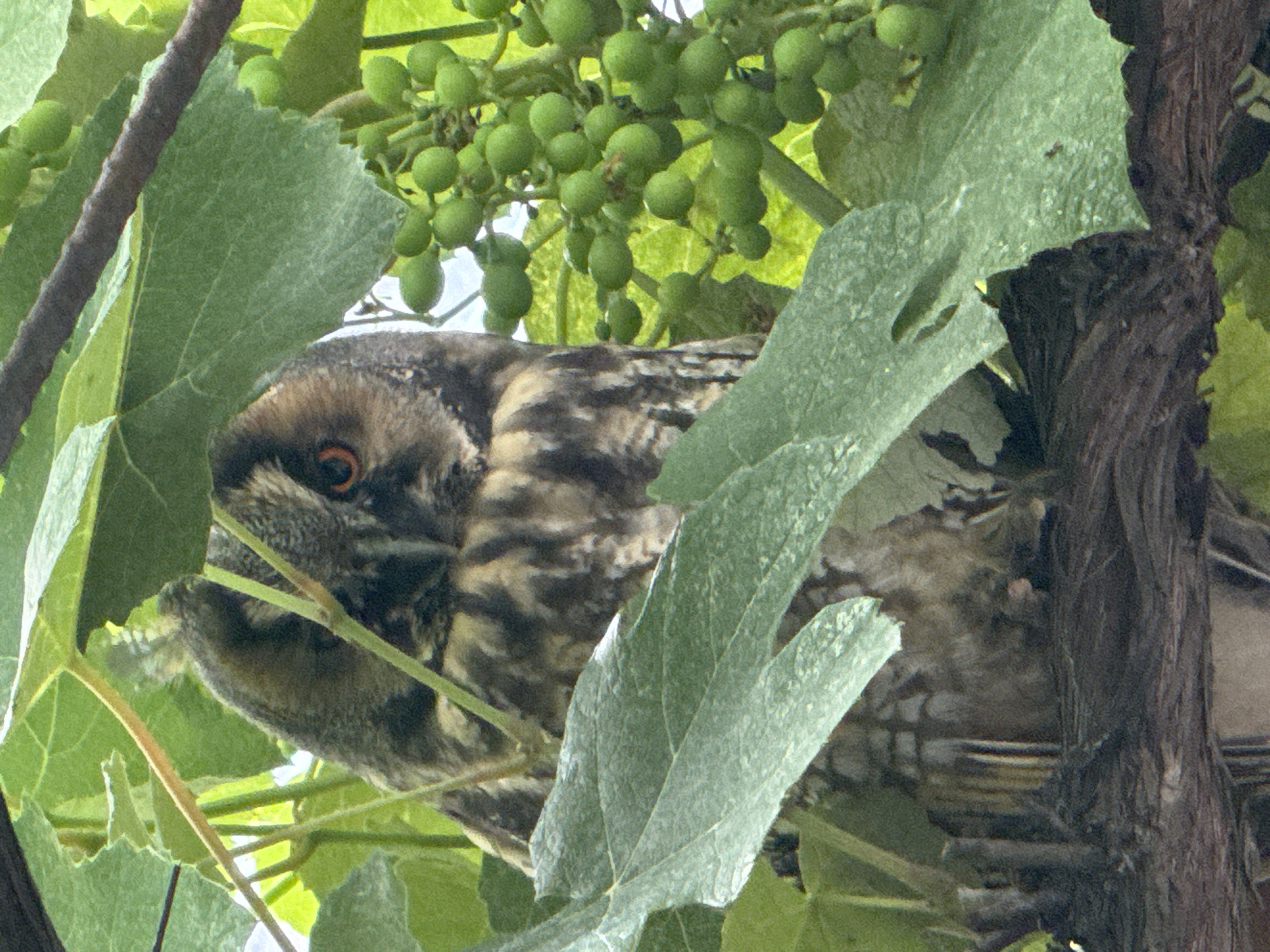 A long-eared owl is perched among green leaves and unripe grapes on a vine. The owl's head is turned slightly to the left, and its orange eye is visible. Its plumage is a mix of brown, black, and tan, providing camouflage against the foliage. The background is blurred and shows bright green leaves and a cluster of small, green grapes. The overall scene is one of nature and wildlife.