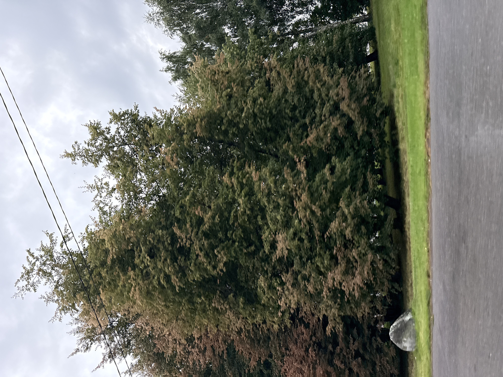 The image shows a row of trees, some with green leaves and others with brown, suggesting it may be autumn. In the foreground, there is a grey, paved surface that appears to be a road. Behind the trees, the sky is overcast with grey clouds. On the grassy area in front of the trees, a large, grey boulder is visible. The overall scene suggests an outdoor setting, possibly a park or roadside, with a slightly muted color palette due to the cloudy weather. There are no people or animals visible in the image. The presence of power lines overhead indicates that this is likely a developed area.