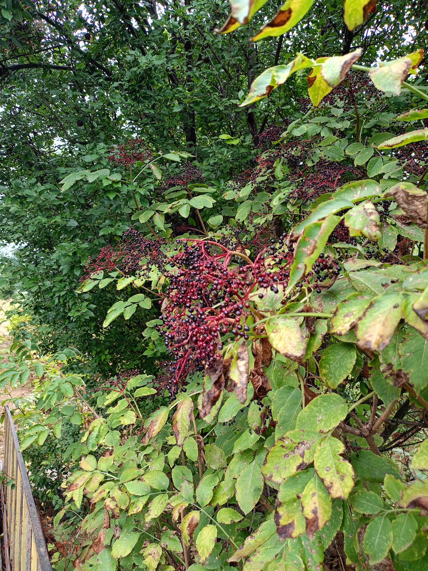 In Baurci, Moldova, a close-up shot captures a dense cluster of elderberries on a bush, with ripe, dark purple berries adorning reddish stems. The berries are small and round, tightly packed together in a spray-like formation. Surrounding the elderberries are lush green leaves, some of which show signs of yellowing and browning at the edges, suggesting the changing seasons. In the background, more green foliage from the surrounding trees and bushes creates a natural, outdoor setting. A section of a yellow-painted metal fence is visible in the lower left corner, indicating the proximity of a man-made structure to the natural growth.