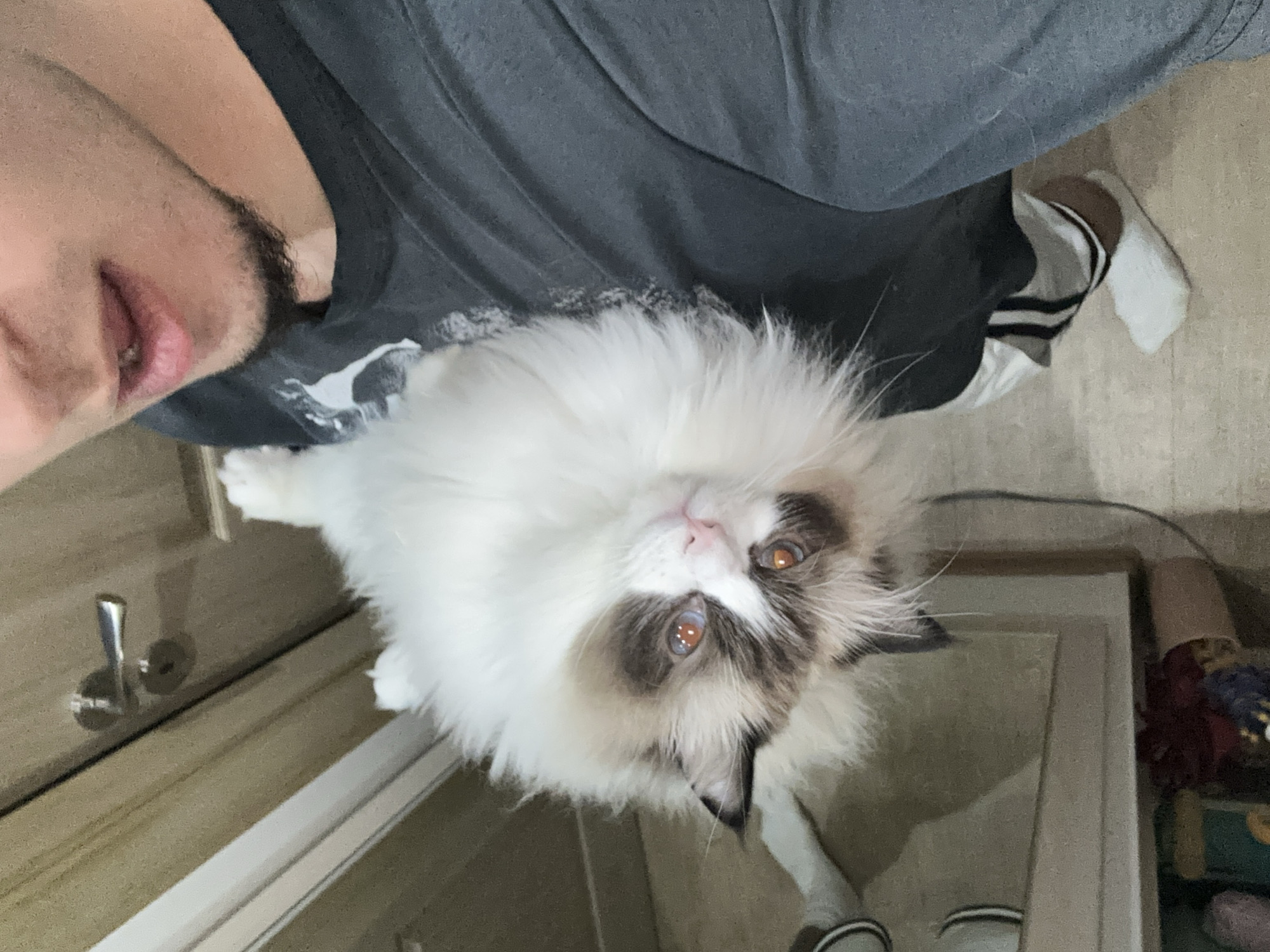 A person takes a selfie with a Ragdoll cat on their lap, inside a room. The man's face is partially visible, showing his mouth and beard. He's wearing a gray t-shirt. The cat has white and brown fur and is looking up at the camera. The person is wearing socks with black stripes. A wooden cabinet with a silver handle is visible in the background. This image cannot be placed at a specific location. Therefore, the location in the city of Burgas, Bulgaria cannot be determined.
