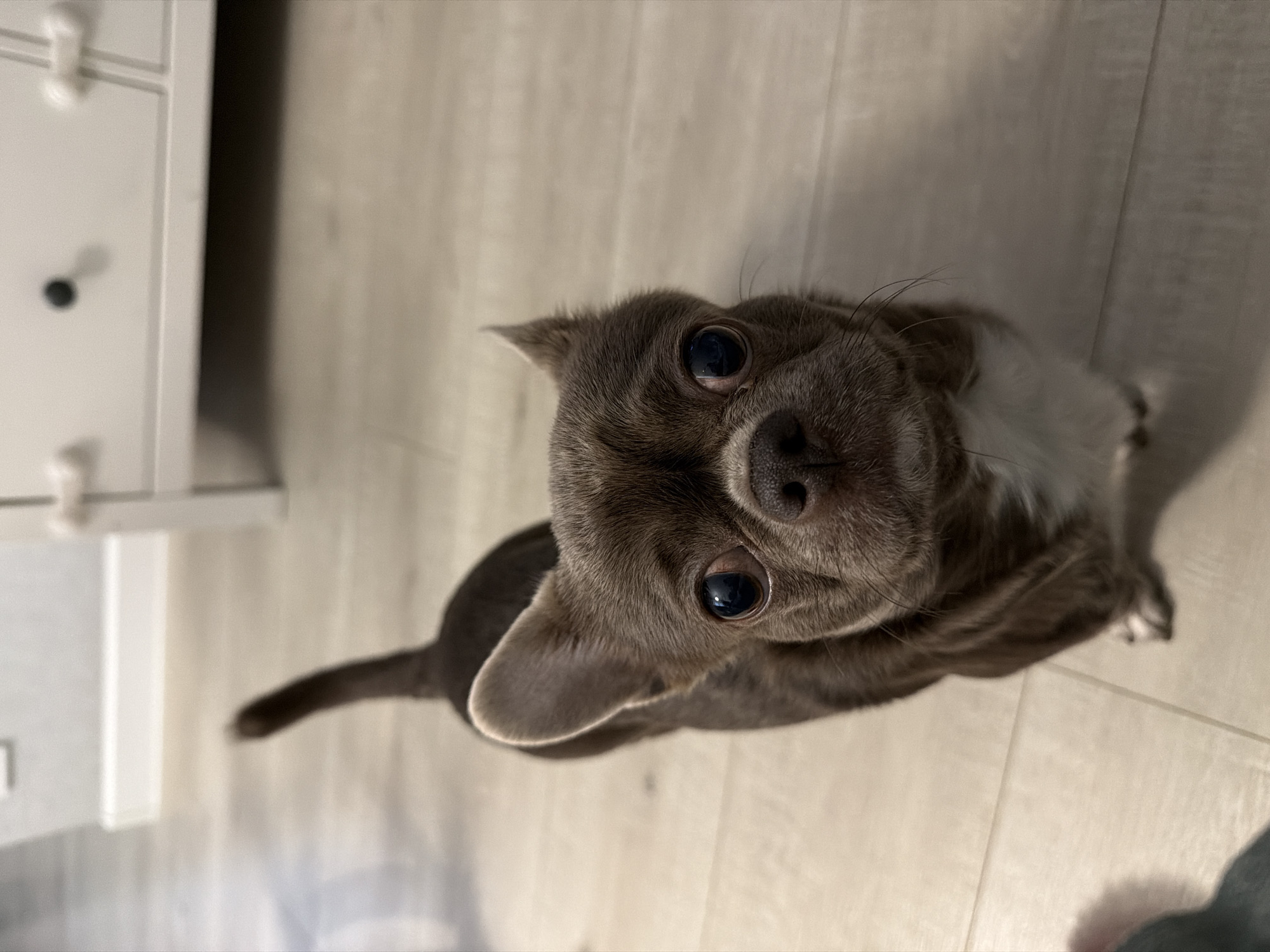 A gray Chihuahua dog is looking up at the camera. The dog has a white chest and large eyes. The background is a light-colored wooden floor and a white cabinet. There is no indication of the location being Votkinsk, Russia.