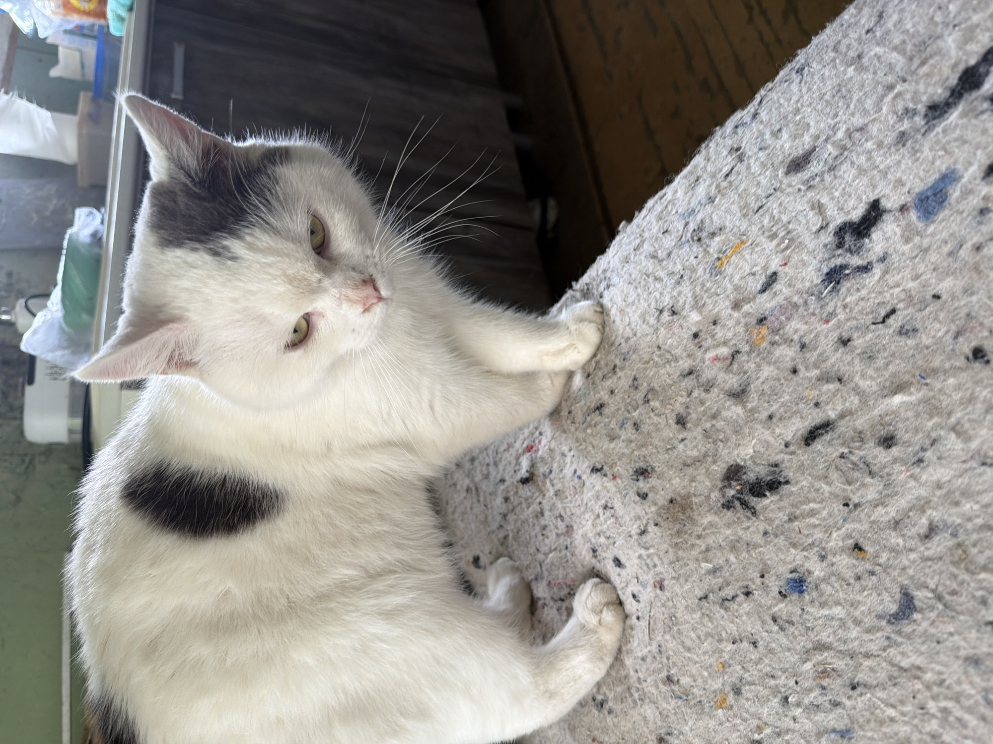 A white cat with grey markings is lying on a light-grey mottled blanket. The cat has green eyes and a pink nose. It's head is tilted, and one paw rests on the blanket. A cabinet is visible in the background. The location is Leningradskaya, Russia.