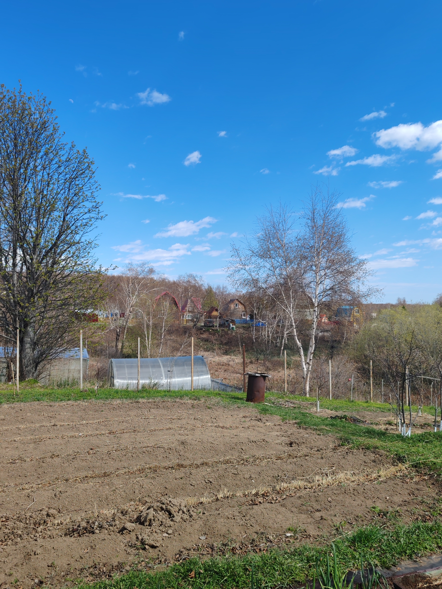 The image shows a rural scene, possibly located in or near Koryaki, Russia. A cultivated field, furrowed and prepared for planting, occupies the foreground. Remnants of previous crops lie in rows on the soil. A small greenhouse and a metal drum are present in the midground, behind a wire fence. Two trees, one partially leafed and the other bare, stand on the left and right sides, respectively. In the background, a cluster of houses or buildings are visible amidst trees on a slightly elevated area. The sky is bright blue with scattered white clouds. No people are visible in the scene. The general impression is that of a rural or agricultural setting on a clear, sunny day.
