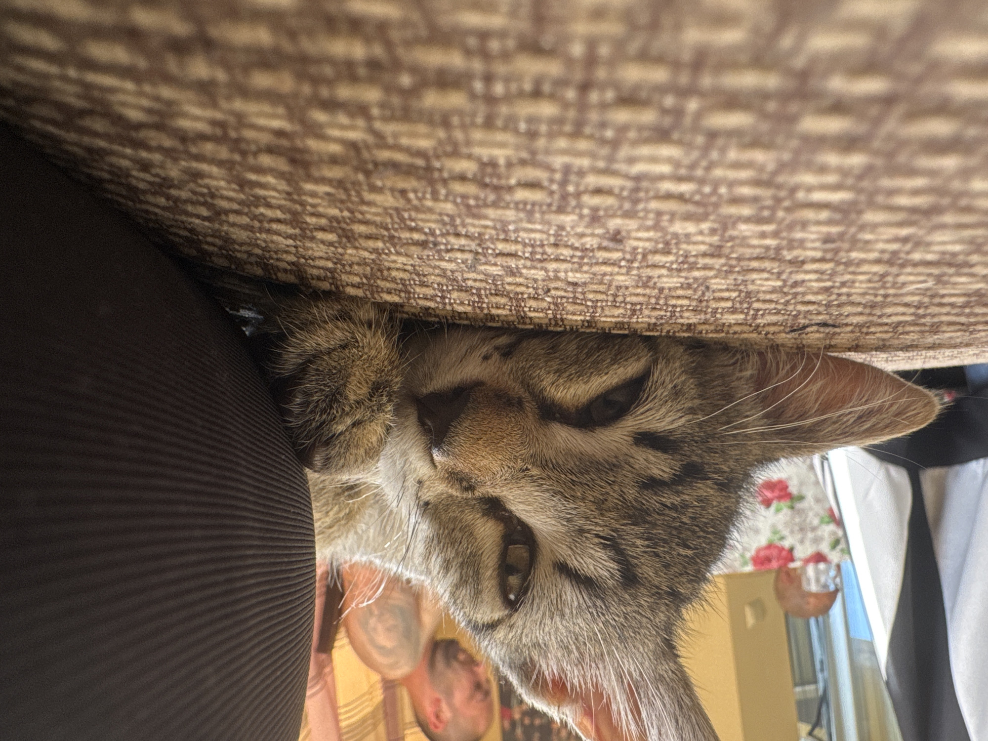 A low-angle, close-up photograph depicts a domestic tabby cat resting on a textured, light brown upholstered surface, likely a sofa or chair, within an indoor environment in the city of Unknown, Unknown. The cat, exhibiting a gray and brown striped coat pattern, lies with its head oriented towards the right, its right eye partially open and gazing forward, and its left front paw positioned near its chin. In the blurred background, to the right of the cat's head, a male individual with a shaved head and facial hair is visible, facing downwards and slightly away from the camera, with visible tattoos on his right arm/shoulder. Behind the man, a textured orange or yellow surface is discernible. To the left in the deep background, a reflection in a mirror or window shows a reddish-brown object with glasses, positioned in front of a white fabric patterned with red roses. The foreground surface beneath the cat displays a consistent, small-scale woven pattern.