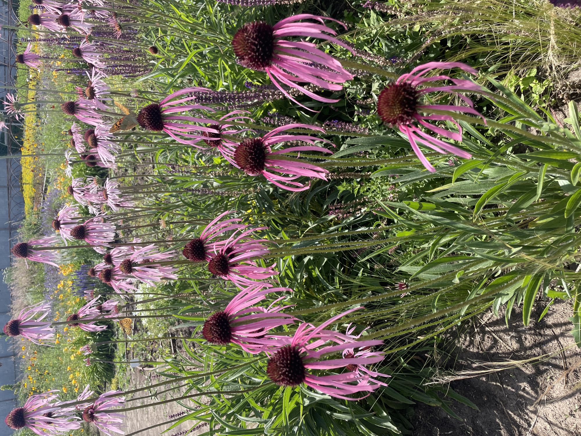 The image shows a close-up view of a garden filled with pink coneflowers (Echinacea purpurea) in bloom. The flowers have characteristic drooping petals and prominent spiky centers. In the background, other flowers and greenery are visible, including some yellow flowers and purple salvia. A small butterfly with orange and black markings is perched on one of the coneflowers. The scene is brightly lit by sunlight, casting shadows on the soil in the foreground. The location of Nikolayevka, Russia, is not evident from the visual information provided in the image.