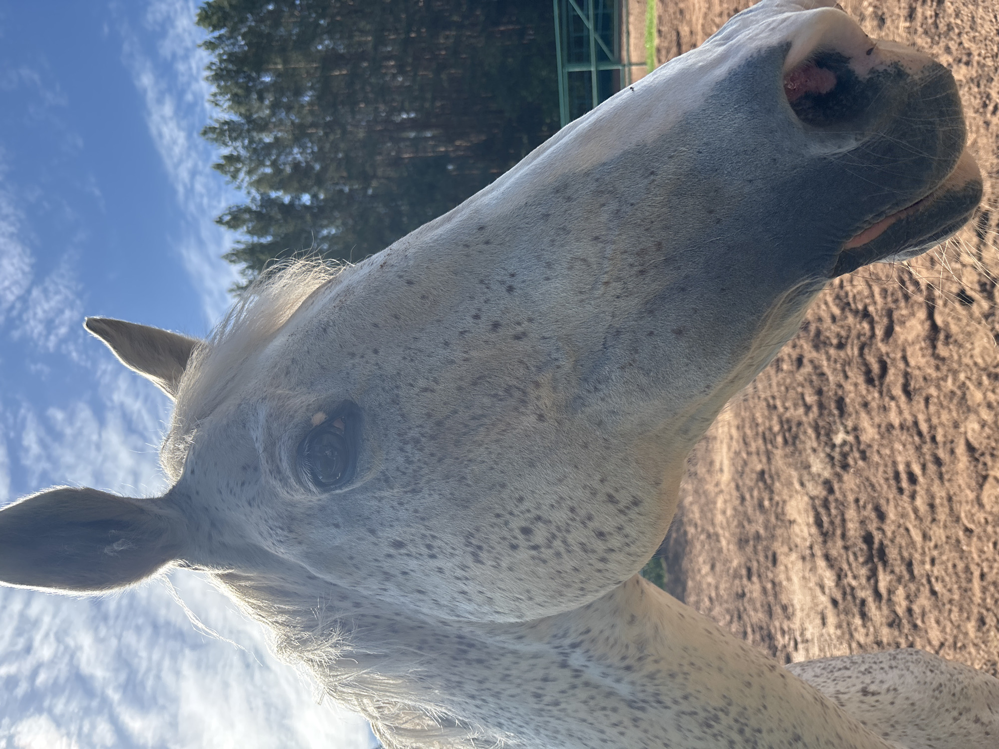 A close-up photograph depicts a grey horse, flecked with dark spots, set against a backdrop of a blue sky with scattered clouds, a line of trees, and a brown, seemingly earthen, surface. The horse's head dominates the frame, with details such as its eye, ear, and muzzle clearly visible. A metal fence is partially visible in the background behind the horse. The location, Русский Вожой, Russia, is not discernible from the image itself, as there are no specific landmarks or features that would identify it as such.