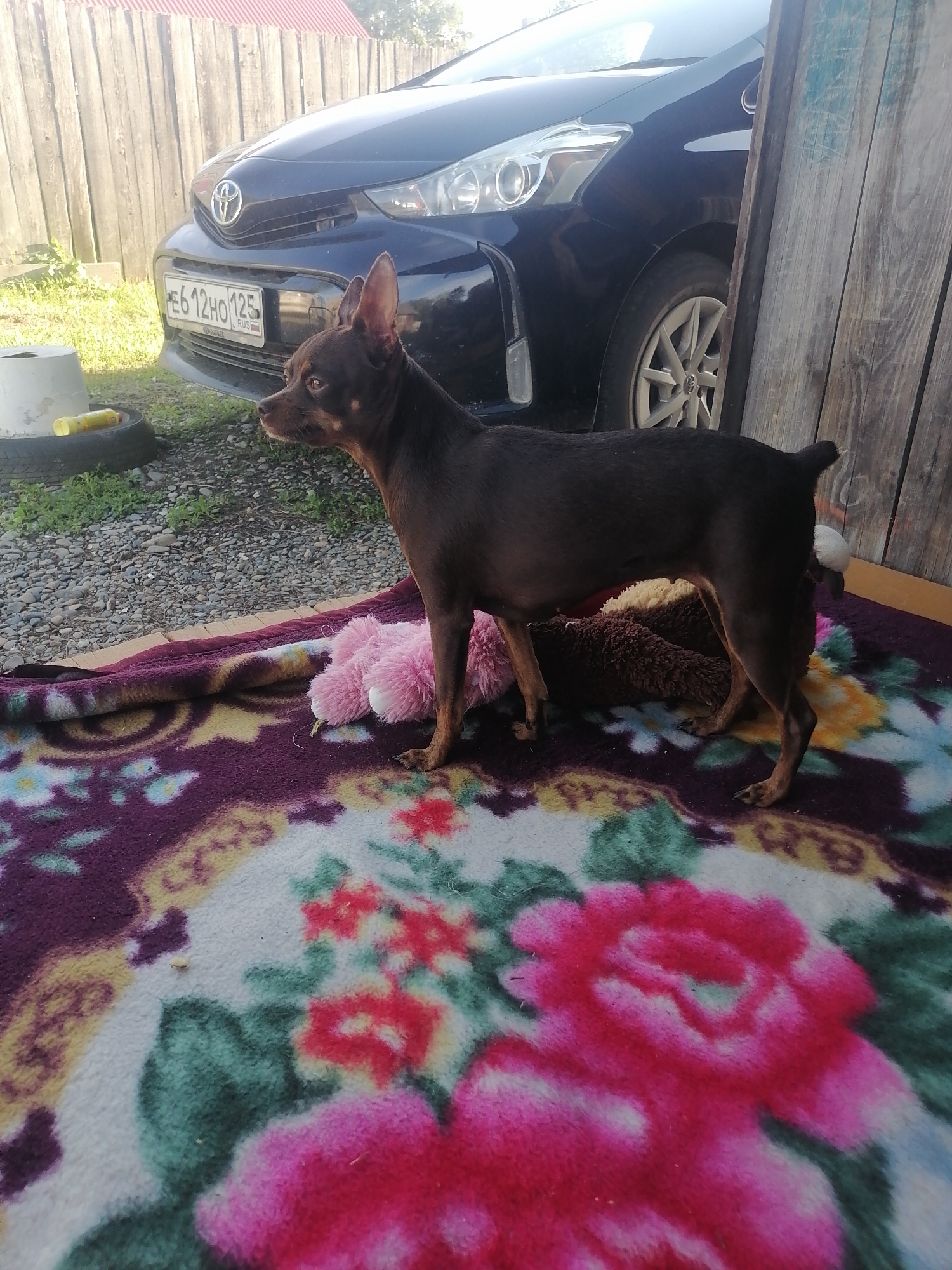 A small, dark brown dog with pointed ears stands on a colorful blanket with a floral pattern. The dog is looking to the left of the frame. Behind the dog, a dark blue car is parked next to a weathered wooden fence. The car's license plate, visible on the front bumper, reads "E612HO 125 RUS". The ground is covered with gravel. To the left of the car, there's a white plastic bucket and a discarded tire with a yellow object inside. The environment appears to be an outdoor area, possibly a yard, with sparse vegetation and a hint of a red-roofed structure in the background, consistent with a rural or suburban setting in Novopokrovka, Russia.