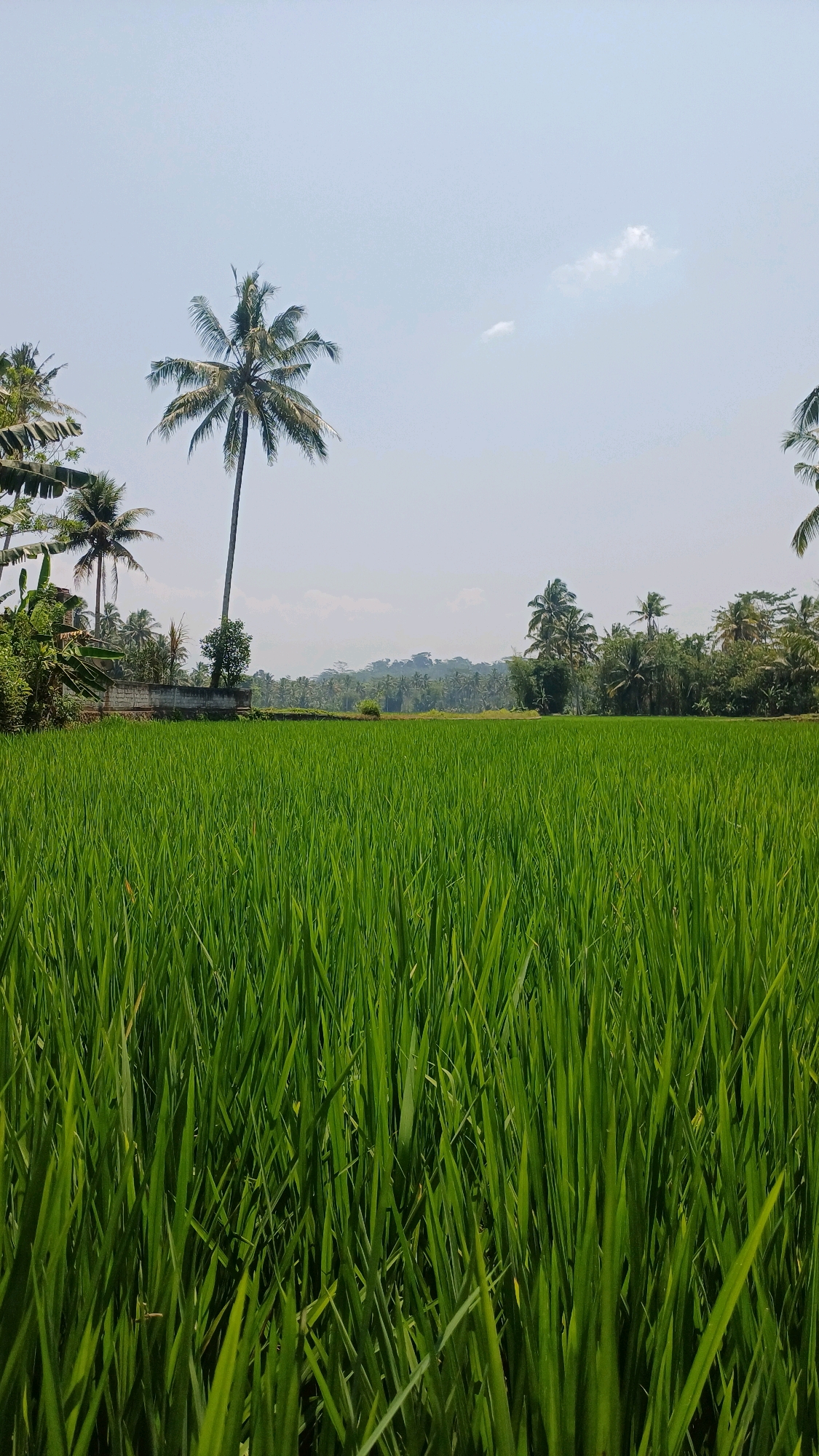 This image depicts a vibrant, verdant rice paddy in Pringsurat, Indonesia, under a clear, pale blue sky. The foreground is dominated by the lush green stalks of the rice plants, creating a textured carpet that stretches towards the horizon. A tall, slender coconut palm tree stands prominently to the left of center, its fronds reaching towards the sky. Further in the distance, a line of trees and rolling hills can be seen, suggesting a rural landscape. A low wall or barrier runs horizontally in the middle ground, separating the rice paddy from what appears to be a cluster of buildings and more vegetation behind it. The overall scene is one of natural beauty and agricultural activity, characteristic of the Indonesian countryside.