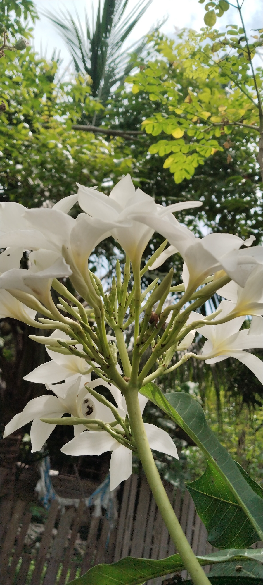 A close-up, low-angle vertical shot captures a cluster of white frangipani flowers in Meunasahmee, Indonesia. The flowers, with their delicate, pointed petals and pale yellow centers, are in various stages of bloom. They emerge from a central stalk adorned with numerous green buds and smaller, unopened florets. Several tiny black ants are visible crawling on the stem and buds, and a larger brown insect is perched on a bud near the center. Lush green foliage, including palm fronds and other leafy plants, forms a blurred backdrop, suggesting an outdoor, tropical environment. In the lower background, a weathered wooden fence and a hint of a blue tarp are partially visible, indicating a residential or garden setting. The lighting is soft and diffused, likely from an overcast sky.