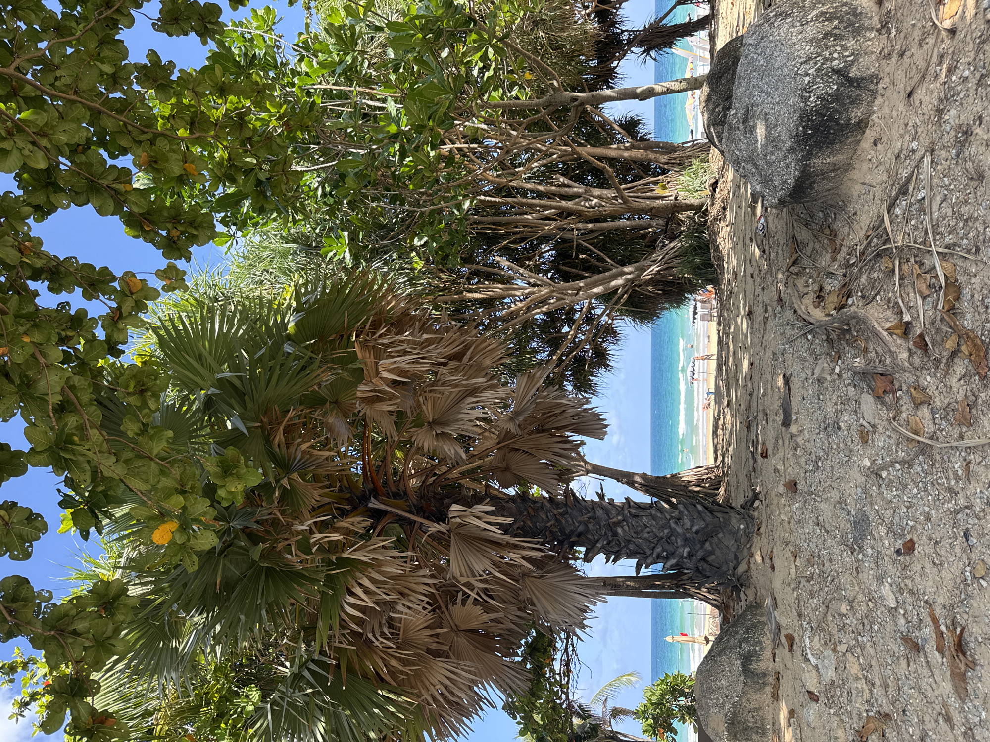 This is a photograph taken at Karon Beach in Karon, Thailand, on a sunny day. The foreground is dominated by sandy ground with scattered dried leaves and a few large rocks. A large palm tree with dry fronds stands prominently in the center-left of the frame, its thick, textured trunk visible. Behind the palm, a cluster of trees with green leaves and thinner trunks create a dense backdrop.
Further in the background, the turquoise ocean stretches to the horizon under a clear blue sky. The beach is visible with scattered beach umbrellas and a few people in the distance, some appearing to be in the water or walking along the shore. The overall impression is a lush, tropical beach scene with a focus on the vegetation framing the view of the sea.