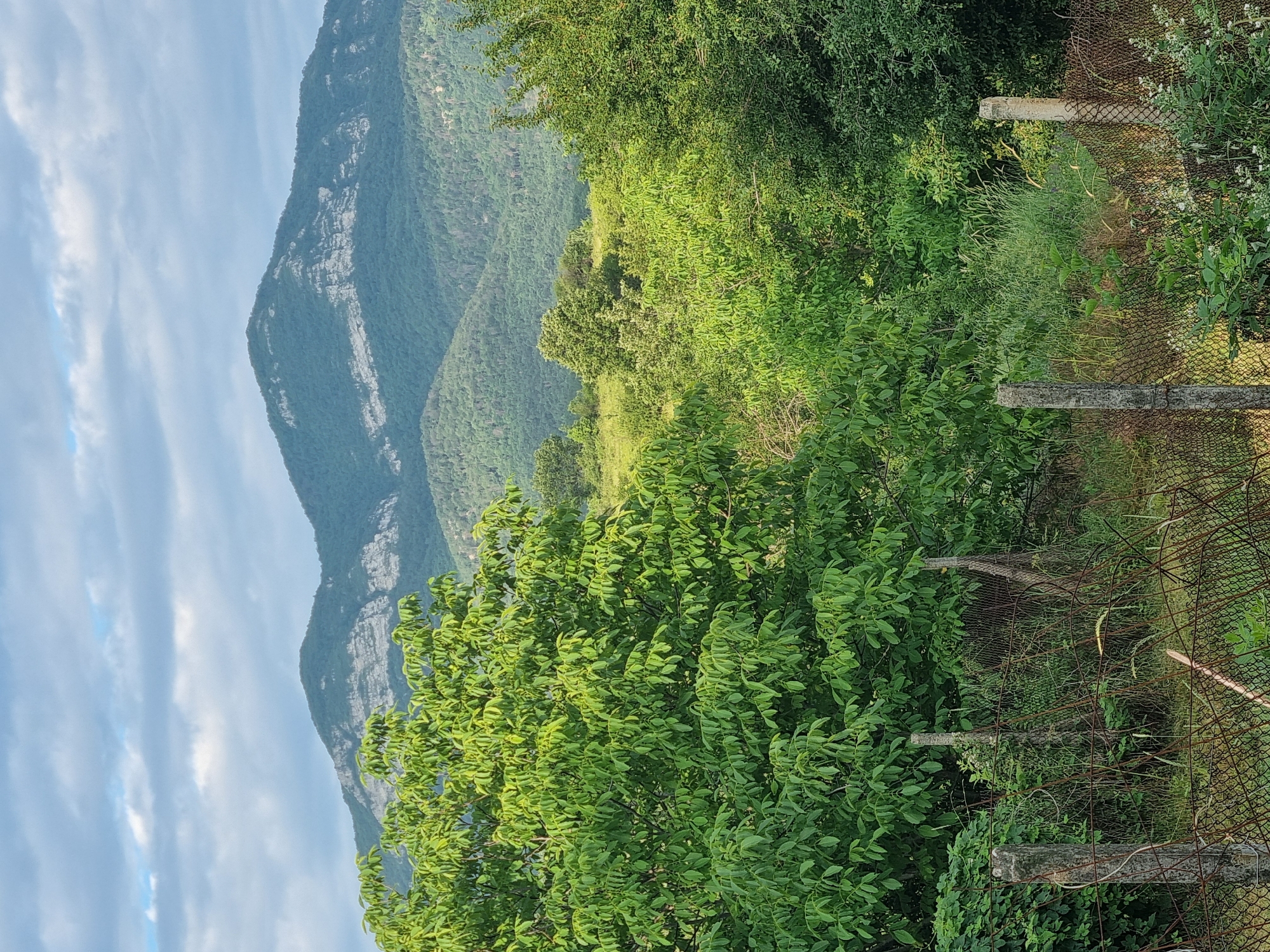 The image depicts a natural landscape with mountains in the background and dense vegetation in the foreground. The mountains are covered in trees, with a prominent, light-colored rock formation visible on the slopes of the highest peak. The sky is partly cloudy with a mix of blue and white. In the foreground, a variety of trees and shrubs create a thick green foliage. A wire fence with concrete posts runs across the lower part of the image, suggesting a boundary or enclosure. The scene appears to be an outdoor environment, possibly rural, given the natural setting and the presence of a fence. The location is specified as Dabravka, Bulgaria.