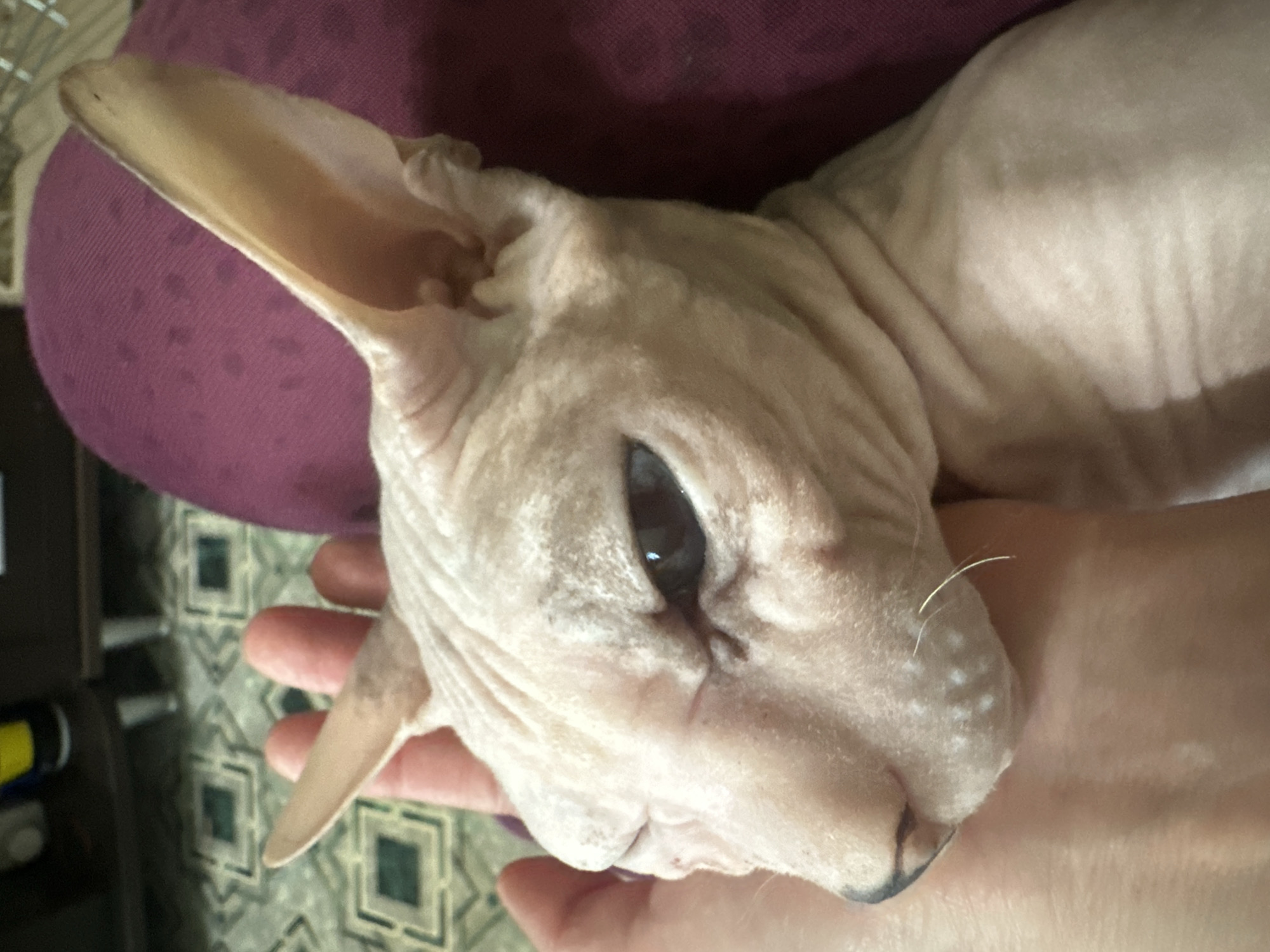 The image shows a close-up of a hairless cat, likely a Sphynx breed, resting on a person's hand. The cat's skin is wrinkled, and its large ears are visible. The cat's eye is open, and its gaze is directed to the left. The background is blurred but suggests an indoor setting with patterned flooring and furniture. The person's hand cradles the cat's head, with some fingers visible. The scene is intimate and peaceful, suggesting a moment of comfort between the pet and owner. There is no visible information in the image to suggest it is located in Togliatti, Russia.