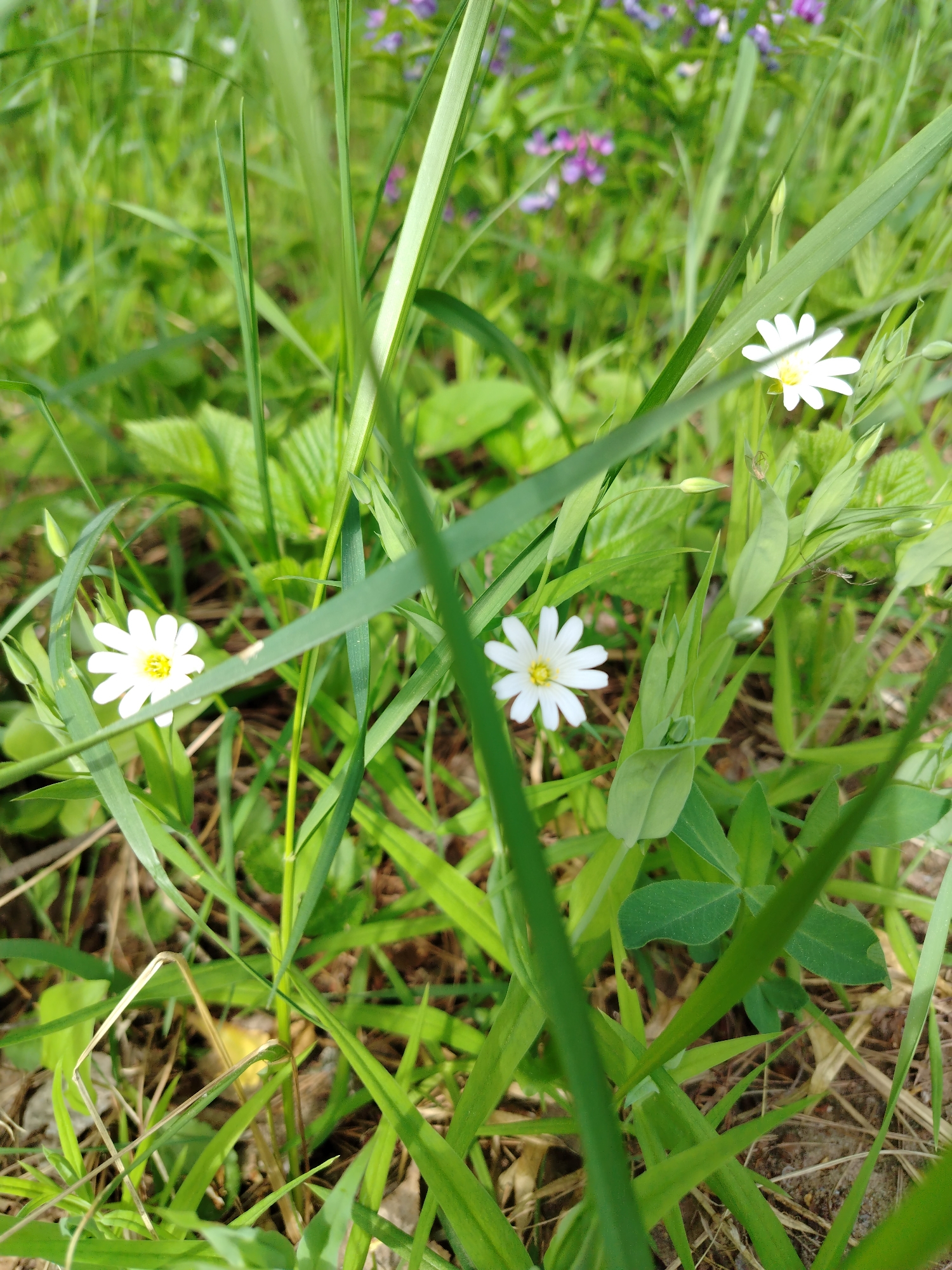 The image shows a patch of green grass with several small, white, star-shaped flowers with yellow centers. Some purple flowers are visible in the background. The location is potentially Noviy, Russia.