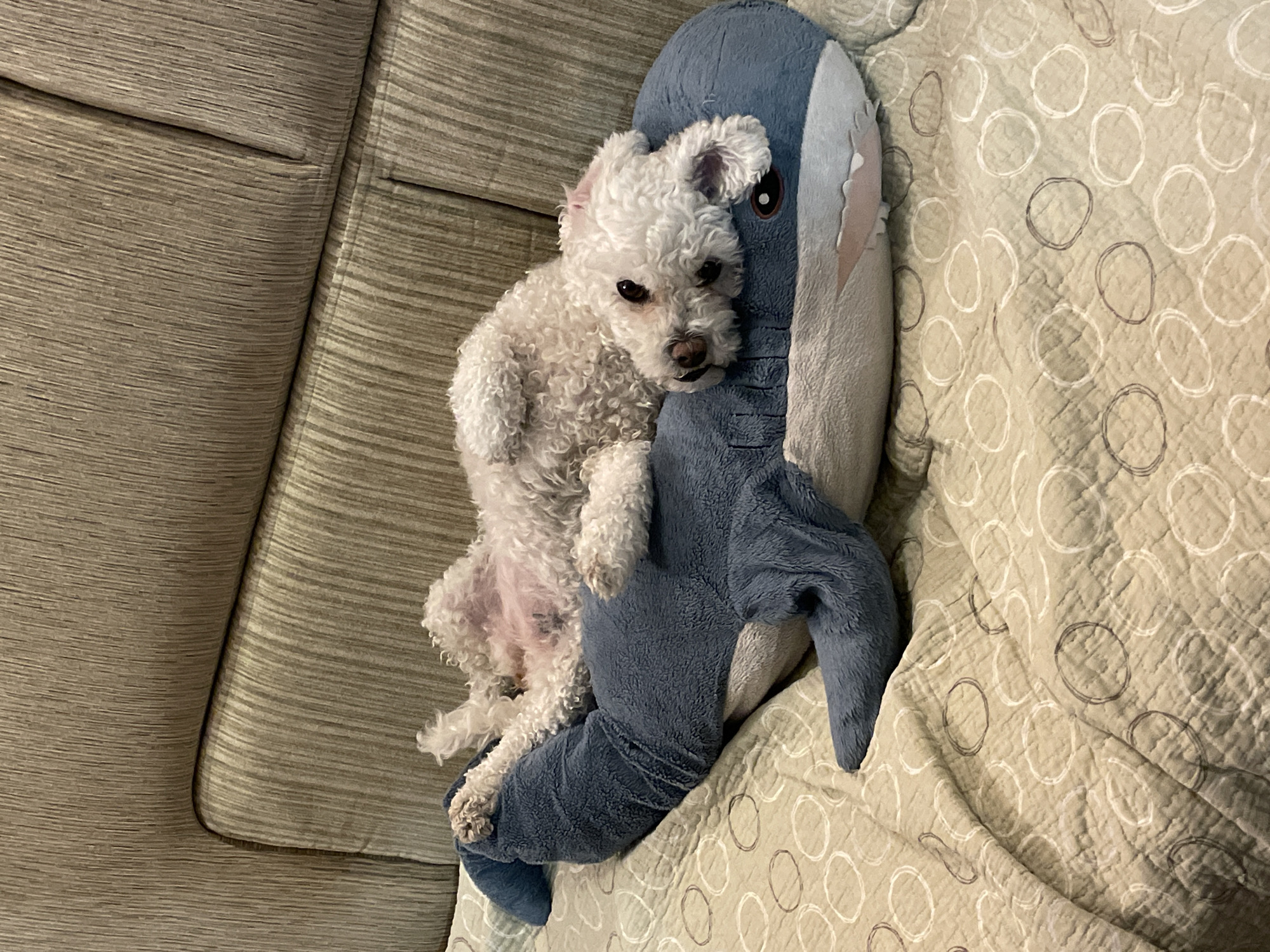 A small, white, curly-haired dog is resting comfortably on a plush blue shark toy, which in turn lies on a patterned blanket covering a sofa. The dog, possibly a Poodle or Bichon Frise, is positioned on its side, with its head nestled against the shark's head. Its dark eyes are open, looking directly towards the viewer, conveying a calm and relaxed expression.
The blue plush shark toy has a light grey belly and features small fabric teeth visible along its mouth. A portion of a fin is visible near the dog's hind legs. The blanket beneath the toy and dog is a light beige or off-white color with a pattern of irregular, overlapping circles in white and a darker shade of grey or brown, and it has a textured, quilted surface. The sofa, visible on the left side of the image, is upholstered in a muted, textured fabric with horizontal striations in shades of beige and grey. The image depicts an indoor scene, likely a cozy living room or bedroom setting. There is no visible text.