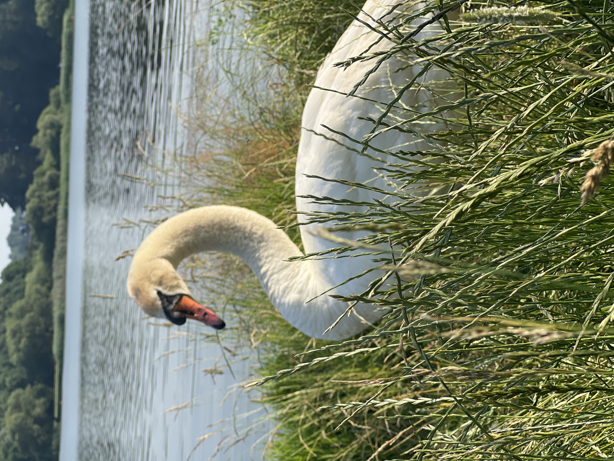 This media file depicts a close-up view of a swan's neck and head, partially obscured by tall green grass. The swan is predominantly white, with its head bent downwards, its beak a vivid orange and black. The background features a calm body of water, reflecting the sky and the green foliage of trees on the distant bank. The overall scene suggests a serene natural environment, possibly a park or a lakeside. The lighting indicates it is daytime, likely late morning or afternoon, with bright sunlight casting shadows and highlighting the textures of the grass and the swan's feathers. The orientation of the image is portrait, and the scene is static, capturing a moment of quiet observation or rest for the swan. No text is visible in the image.