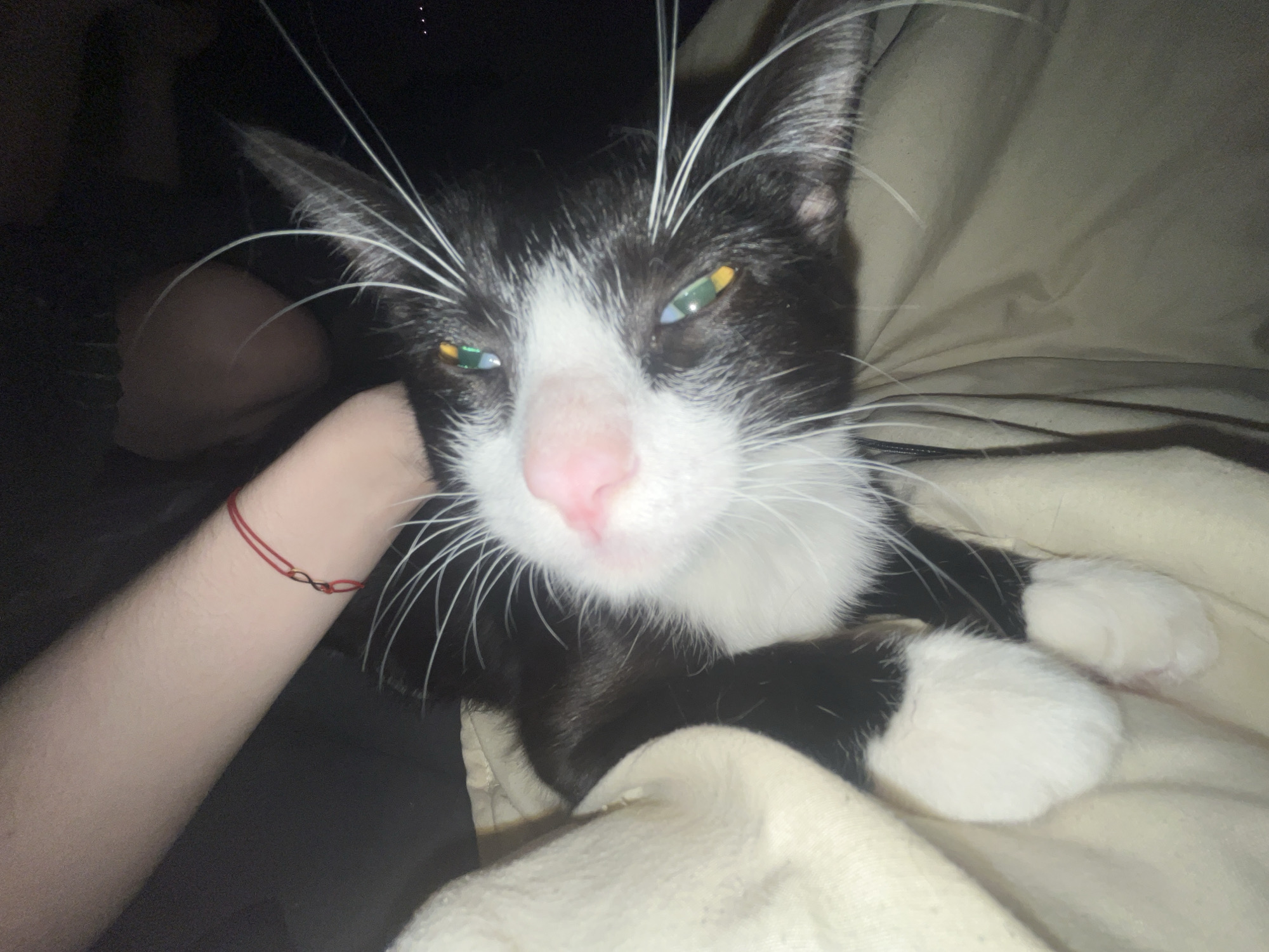 A close-up shot shows a black and white cat resting on a light-colored blanket, seemingly held in a person's arm. The cat's fur is primarily black, with white markings on its face, chest, and paws. The cat has long white whiskers and heterochromatic eyes, one appearing more yellow-green and the other showing blue. The person's arm, wearing a red string bracelet with an infinity symbol, is visible on the left side of the image. The background is dark and indistinct. There is no evidence to suggest the image was taken in Saint Petersburg, Russia.