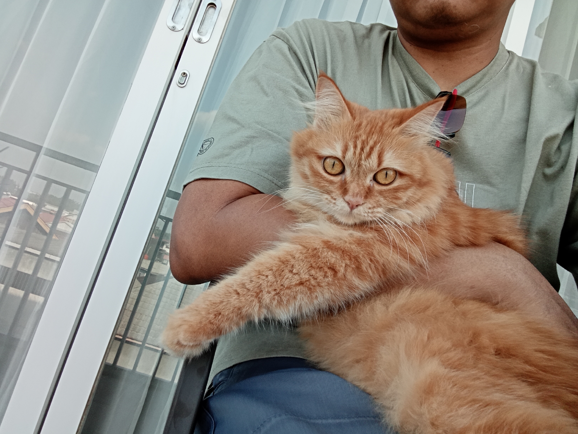 In Samarinda, Indonesia, a person is holding an orange tabby cat. The person is wearing a light green t-shirt and dark blue pants. The cat is fluffy with striking yellow eyes and is looking directly at the camera. Sunglasses are perched on the person's shirt, near their shoulder. The background shows a large window with sheer white curtains, and beyond that, a view of buildings and rooftops, suggesting an urban environment. The scene appears to be indoors, possibly on a balcony or near a window.