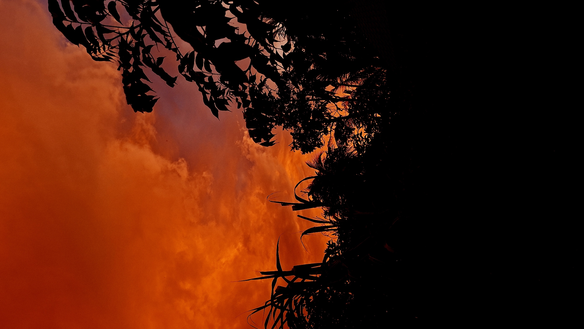 This is a vertical, low-angle, silhouette photograph of a vibrant, fiery orange and red sky at sunset or sunrise, with dark, silhouetted vegetation in the foreground. The sky is filled with dramatic, textured clouds, which are brightly illuminated by the setting or rising sun. The silhouettes in the foreground consist of various plants, including tall, reed-like stalks on the left, broader leaves and branches of trees in the center and right, and what appears to be dense foliage forming a dark, irregular horizon. The bottom portion of the image is entirely black, suggesting a very deep foreground shadow or possibly a lower frame cutoff. The image evokes a sense of natural beauty and the dramatic effects of light in the sky. There are no people, actions, or interactions depicted.