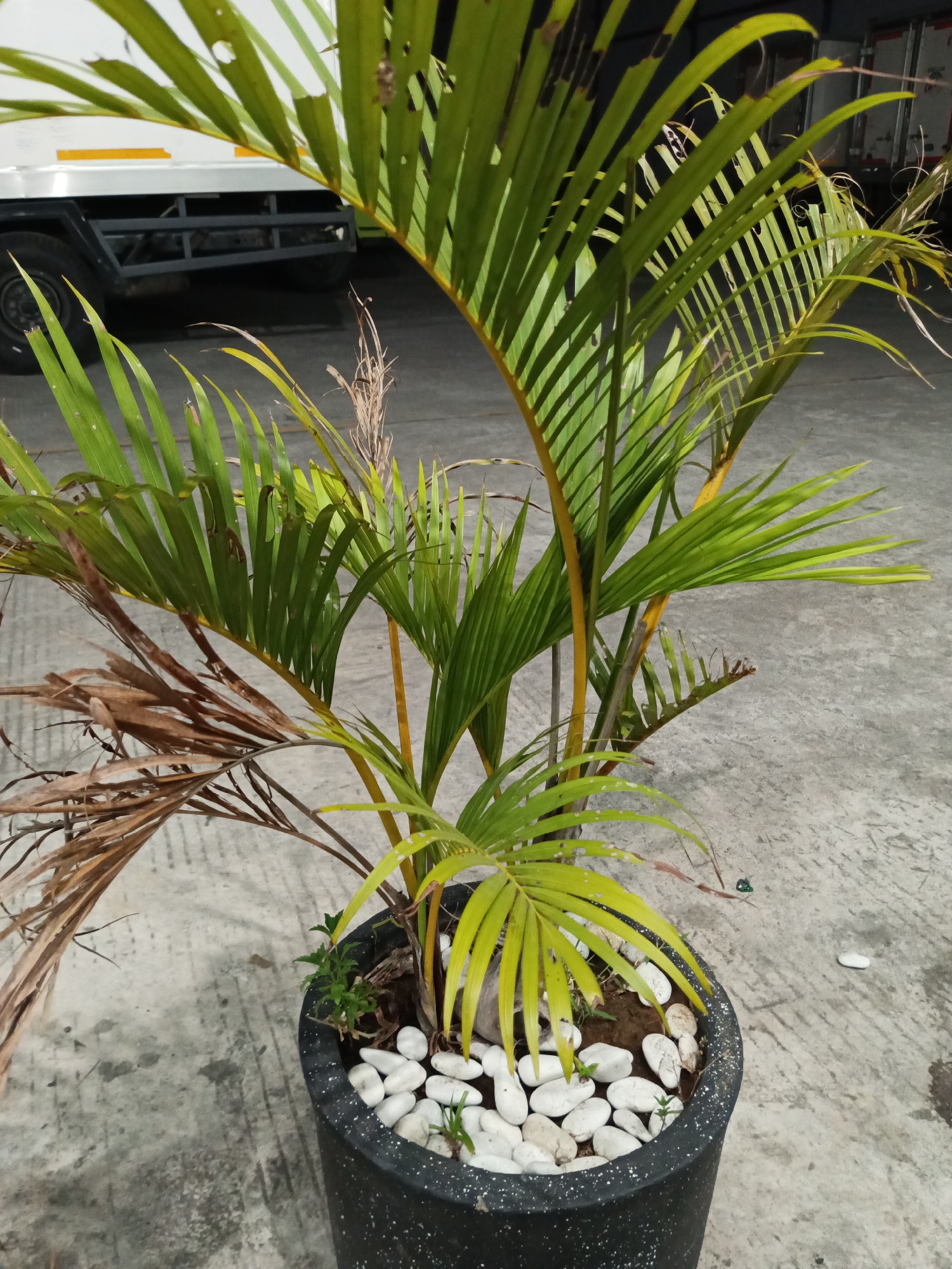 The image depicts a potted palm plant in a dark, speckled pot, placed on a concrete surface. The plant has vibrant green fronds, some of which are yellowing or have brown, dried-out sections. The pot is decorated with smooth, white stones and a few small green sprouts. In the background, a white truck with a yellow stripe is partially visible, suggesting an outdoor setting, possibly a parking area or roadside. The overall lighting suggests it is daytime, though potentially overcast or late in the day. The location is specified as Makassar, Indonesia.