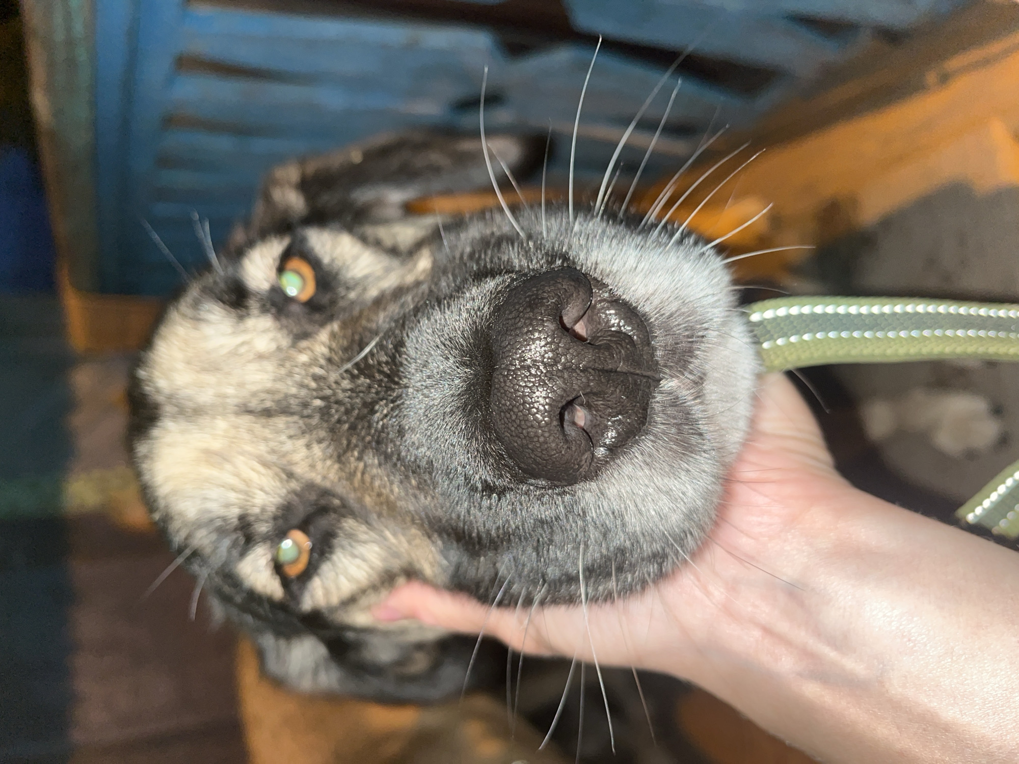 This is a close-up, upside-down, eye-level shot of a dog's face being held by a person's hand. The dog has a dark nose with a textured surface and prominent white whiskers. Its eyes are amber-colored. The dog has a brindle coat with black and tan markings. A light green collar with a reflective strip is visible. The background is blurred, with hints of blue and yellow structures, possibly part of an outdoor setting like a fence or shed. The lighting suggests it is daytime, and the overall mood is intimate and friendly. No text is visible in the image.