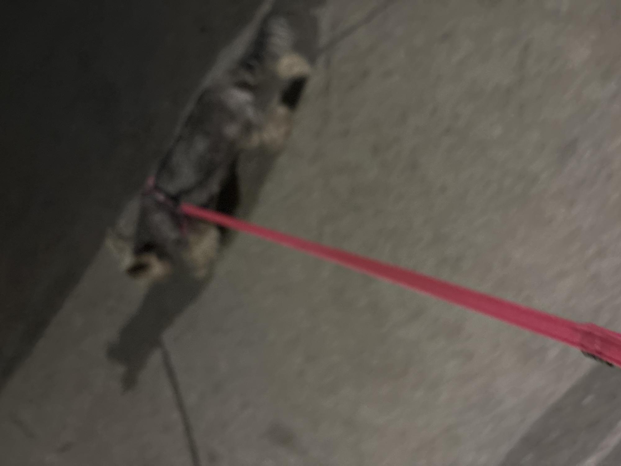 The image shows a blurry view of a dog on a leash outdoors. The dog appears to be small, with light-colored fur and is wearing a pink harness. A bright pink leash extends from the harness towards the viewer, indicating someone is holding it. The ground is paved with concrete slabs. The lighting suggests it is either dusk or nighttime. The scene does not provide specific details to confirm its location in Budva, Montenegro.