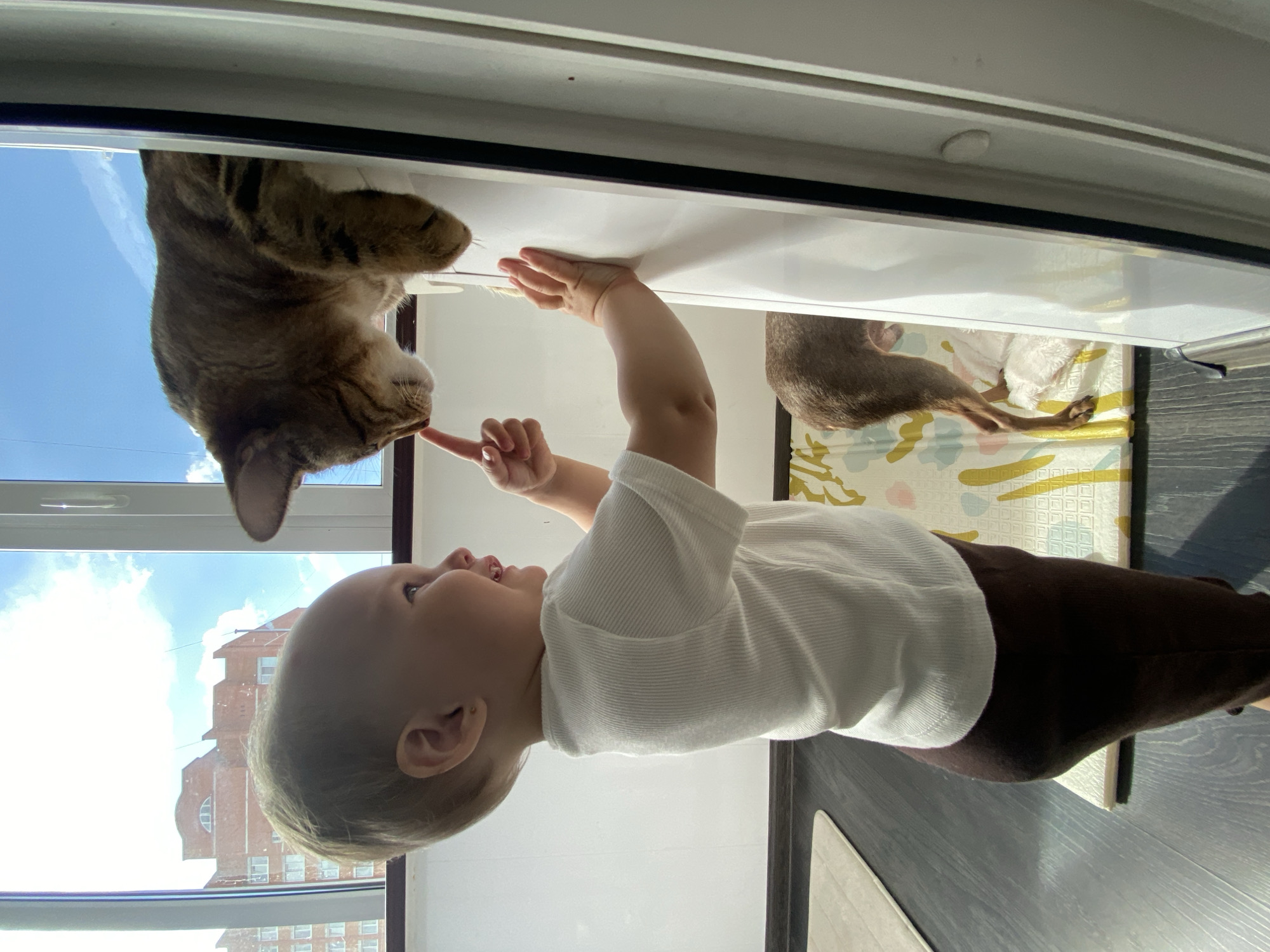 A low-angle shot depicts a baby, dressed in a white shirt and brown pants, standing indoors and reaching up to interact with a tabby cat on a white shelf. The baby extends a finger towards the cat's face. In the background, outside the window, is a multi-story brick building under a partly cloudy sky. The interior includes a floor, a black surface likely made of wood, and a printed play mat or similar item. The location is indicated to be Chaikovsky, Russia. Another cat is resting nearby, on top of what appears to be the play mat.