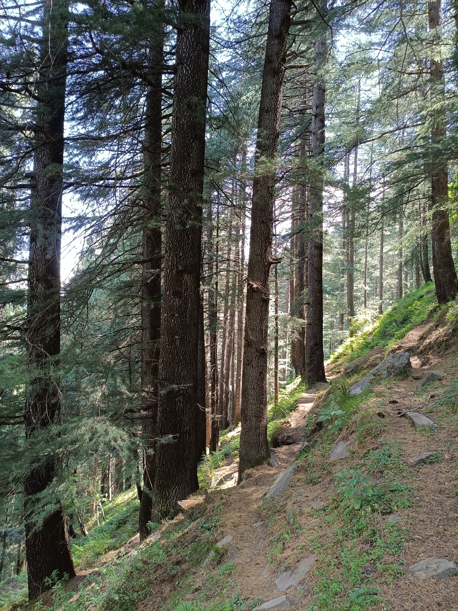 The image depicts a dense forest with tall pine trees. A narrow dirt path winds through the trees, ascending a grassy slope to the right. Sunlight filters through the canopy, illuminating patches of the forest floor and the path. Rocks are scattered along the path and the slope. The ground is covered with pine needles and sparse green vegetation. The overall scene is one of a natural, serene forest environment. The location is described as Sarsai, India.