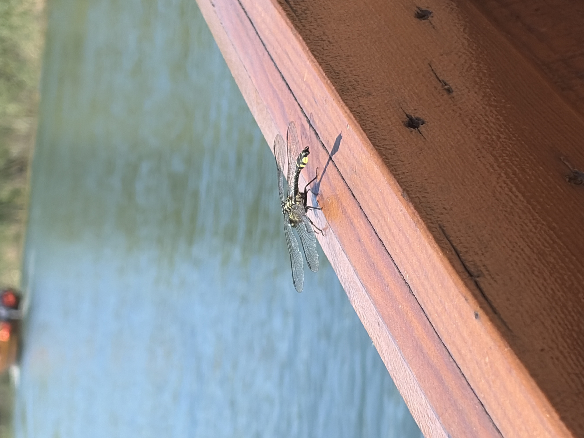 The image captures an outdoor scene in Virpazar, Montenegro, under bright daylight. A black and yellow-striped dragonfly with clear, veined wings is perched on the upper edge of a reddish-brown wooden railing, angled from the lower left to the upper right. The railing exhibits visible wood grain and several dark, circular marks consistent with screws or knots on its vertical face. A distinct shadow of the dragonfly is cast onto the wood. Behind the railing, a calm body of water, predominantly light blue-green, occupies the mid-background. In the blurred distance on the water, an orange and dark-colored vessel, possibly a boat, is visible moving, creating a minor wake. Beyond the water, a faint line of green foliage suggests a distant shoreline.
