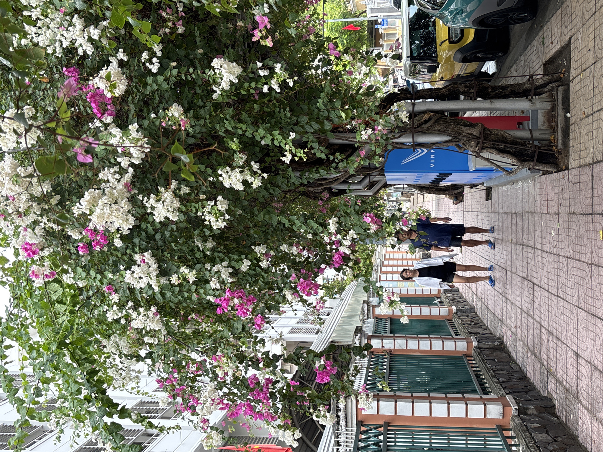 The image depicts a sidewalk scene in Nha Trang, Vietnam, under a flowering bougainvillea tree. Two individuals, a woman wearing a white jacket and black shorts and a man in a navy blue t-shirt and black shorts, are walking away from the camera on a pink patterned tiled sidewalk. To their left is a green metal fence with decorative orange and white pillars. Behind the fence, a white building with multiple windows is visible. To the right of the sidewalk, a blue charging station with the "VINFAST" logo is present. Further to the right, a yellow car and the back of a teal-colored car are parked along the street. A bright red flag is visible on a pole in the distance. The bougainvillea tree, laden with white and pink flowers and green leaves, arches over the sidewalk, creating a natural canopy. The lighting suggests it is daytime.