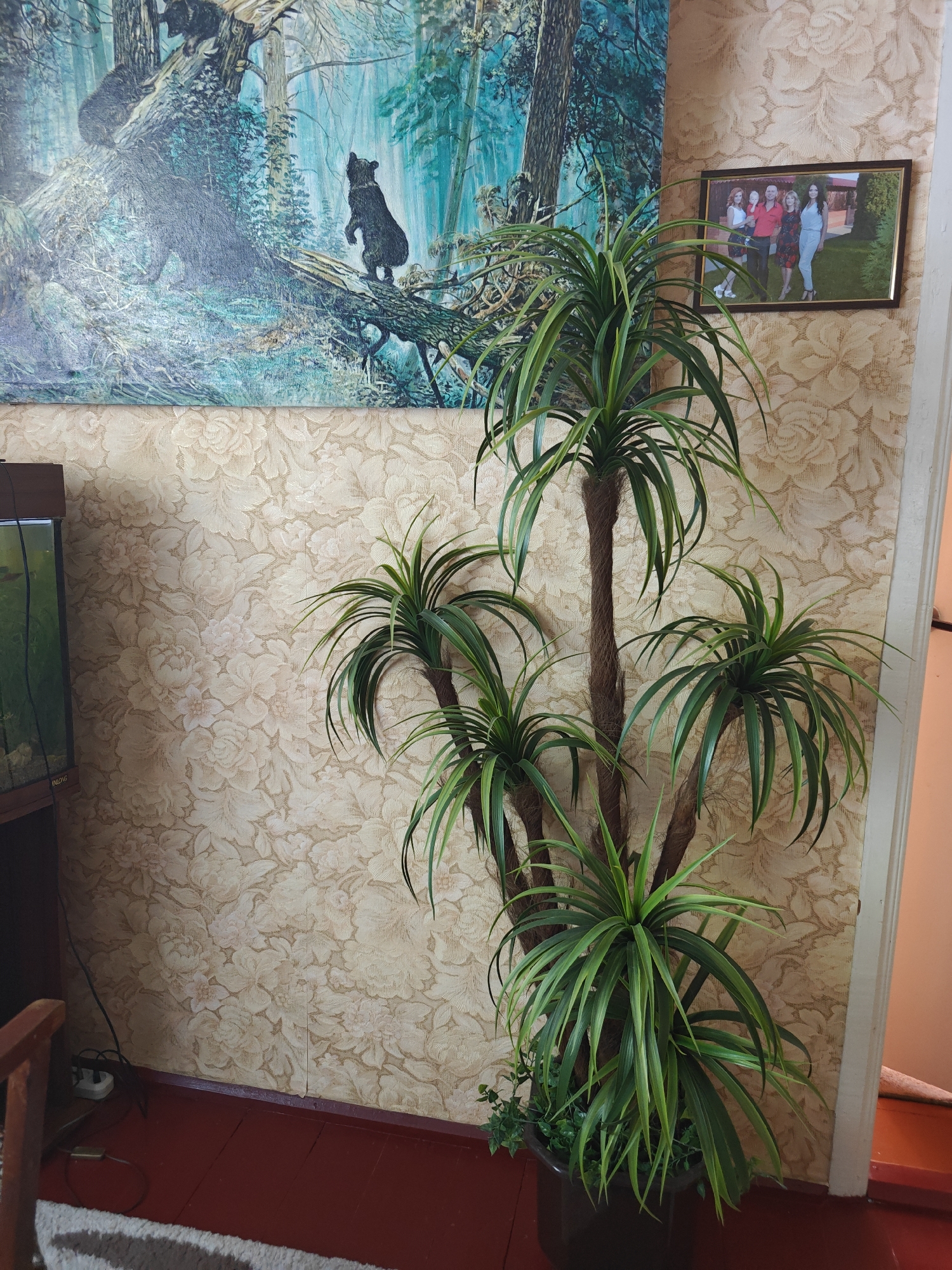 The image depicts an indoor scene, likely a room in a residential setting, with a focus on a tall, artificial palm plant. The plant, with multiple trunks and long, green fronds, is placed in a dark brown pot. Behind the plant, a wall is covered with floral patterned wallpaper in shades of beige and light pink. To the left of the plant, a large framed painting hangs on the wall, featuring a forest scene with bears. Above and slightly to the right of the plant, a framed photograph shows a group of five people, three women and two men, posing outdoors in what appears to be a garden. A portion of an aquarium is visible to the far left of the frame, behind the plant. The floor is painted red and appears to be made of wooden planks. An electrical outlet with a cord is visible on the wall near the floor. The image is taken from a slightly low angle, looking upwards towards the painting. The lighting suggests an interior, possibly with natural light from a window not visible in the frame. The context of Kotelva, Ukraine, is not directly inferable from the visual elements within the image itself.